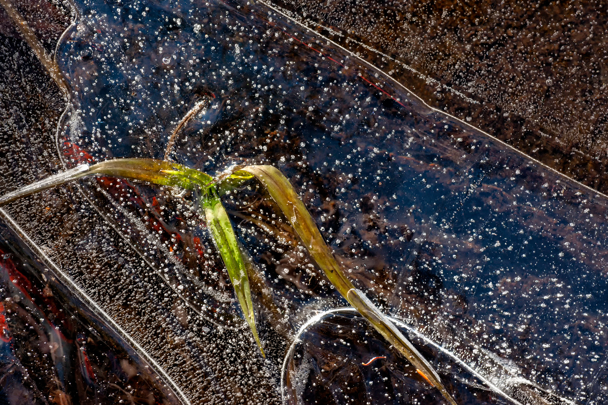 Sony Alpha DSLR-A700 + Tamron SP AF 90mm F2.8 Di Macro sample photo. 'interstellar' photography