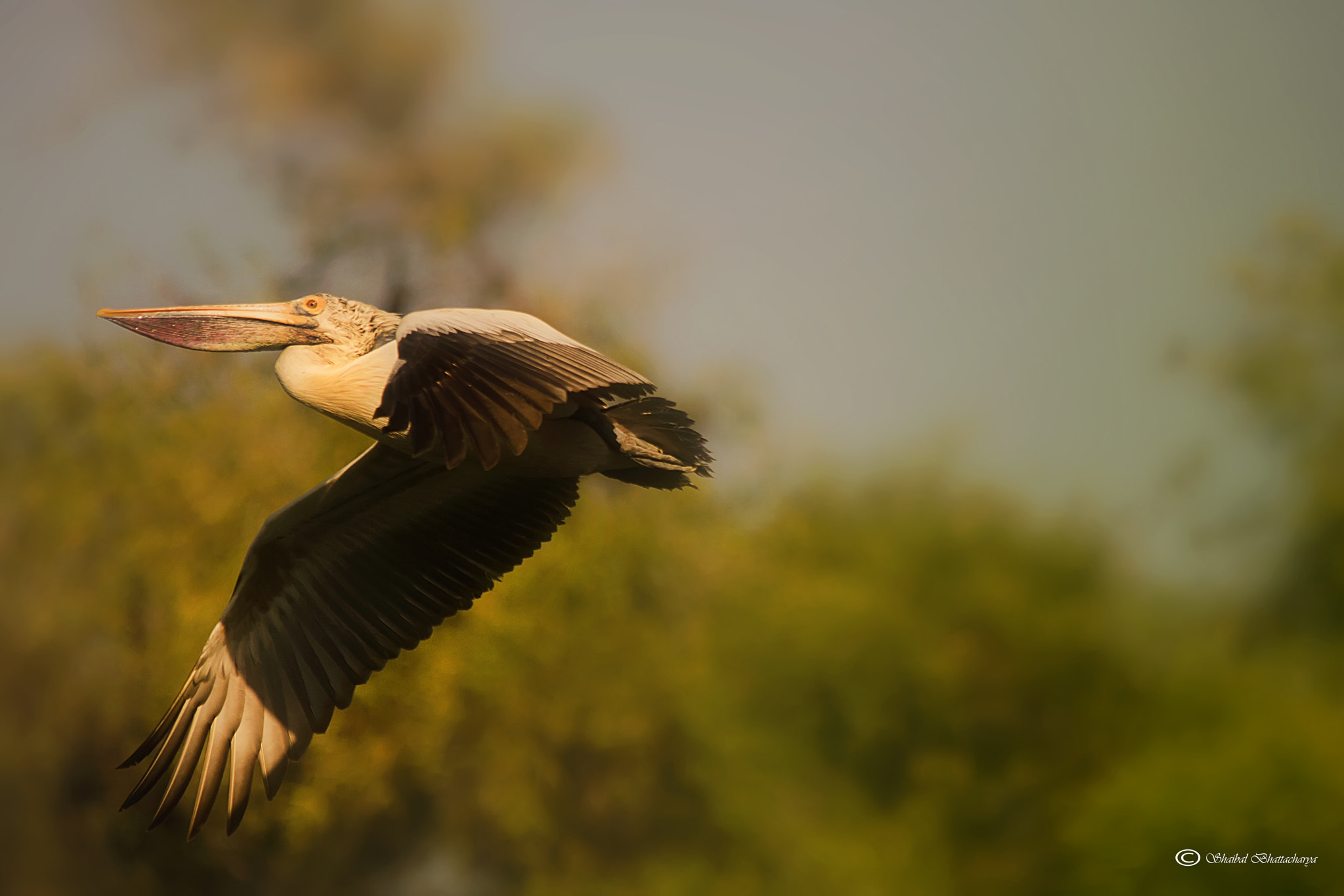Canon EOS 40D sample photo. Pelican in flight photography
