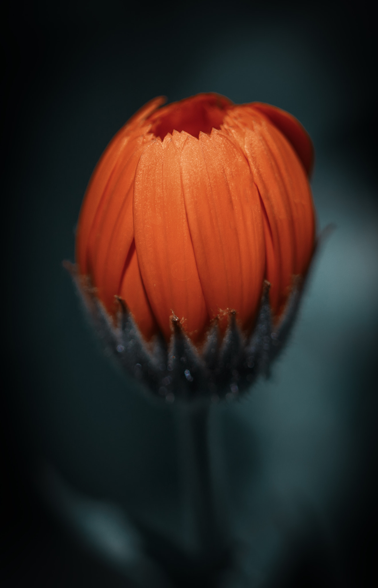 Canon EF 100mm F2.8 Macro USM sample photo. Flower photography