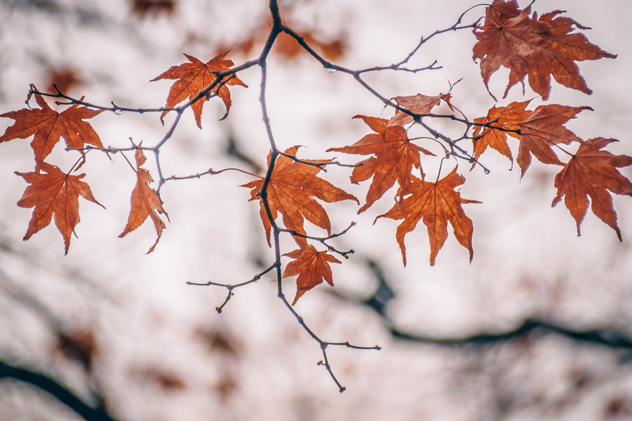 Olympus PEN E-P1 sample photo. Maple photography