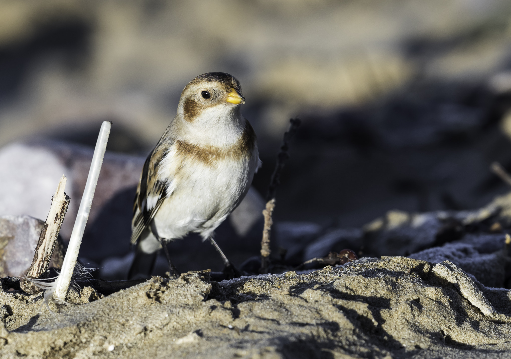 Nikon D810 + Nikon AF-S Nikkor 500mm F4E FL ED VR sample photo. Dsc photography