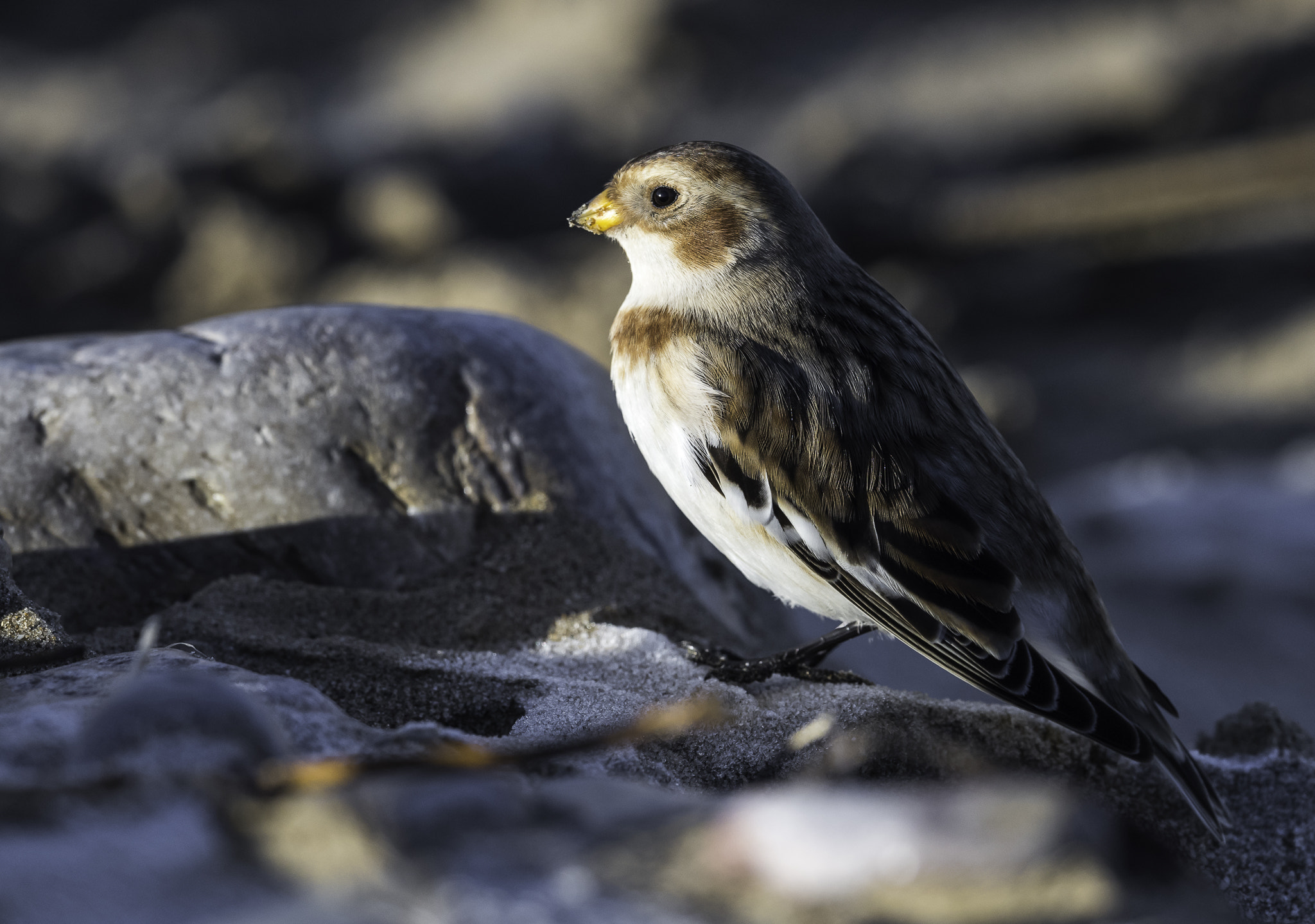 Nikon AF-S Nikkor 500mm F4E FL ED VR sample photo. Dsc photography