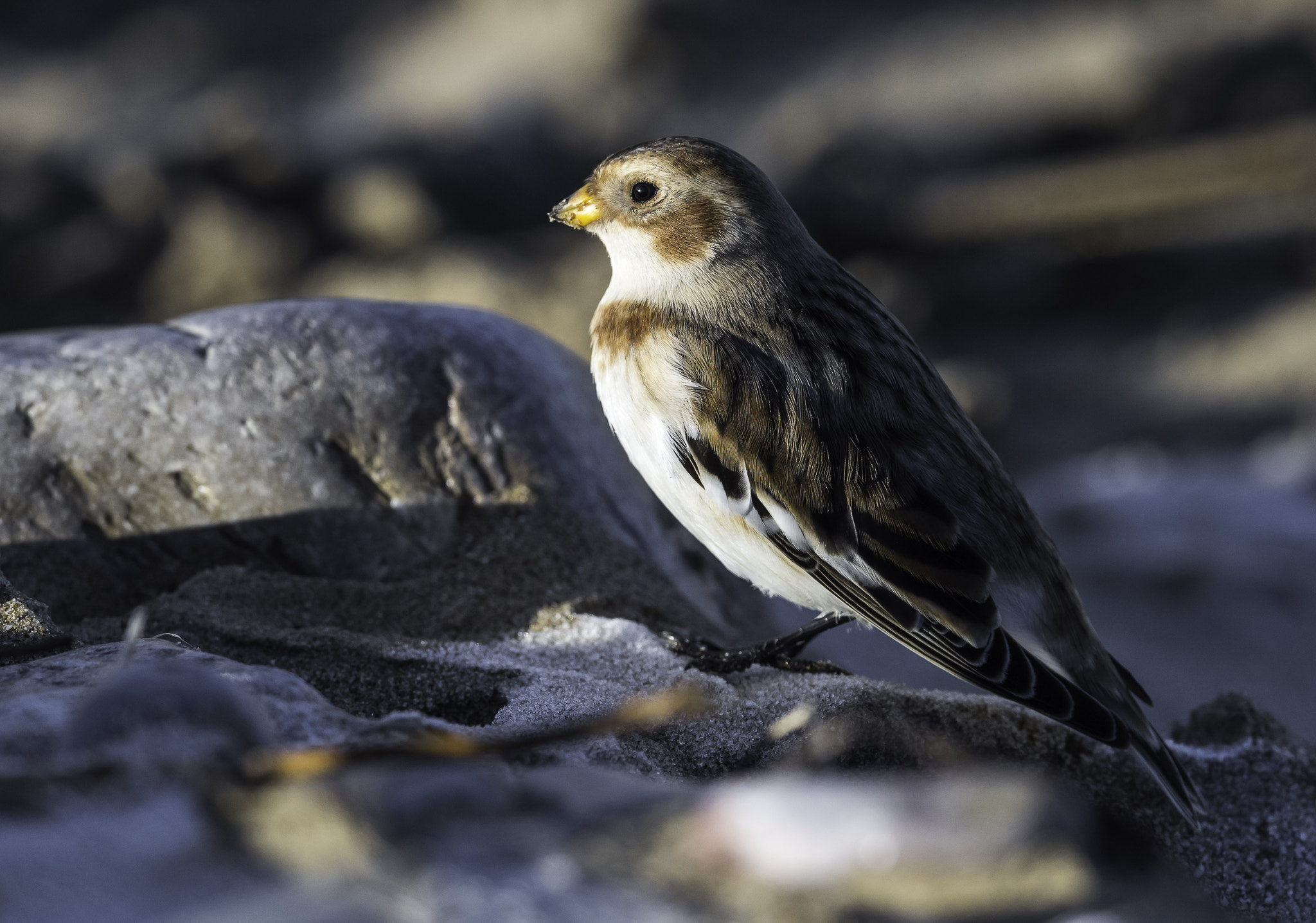 Nikon AF-S Nikkor 500mm F4E FL ED VR sample photo. Dsc photography