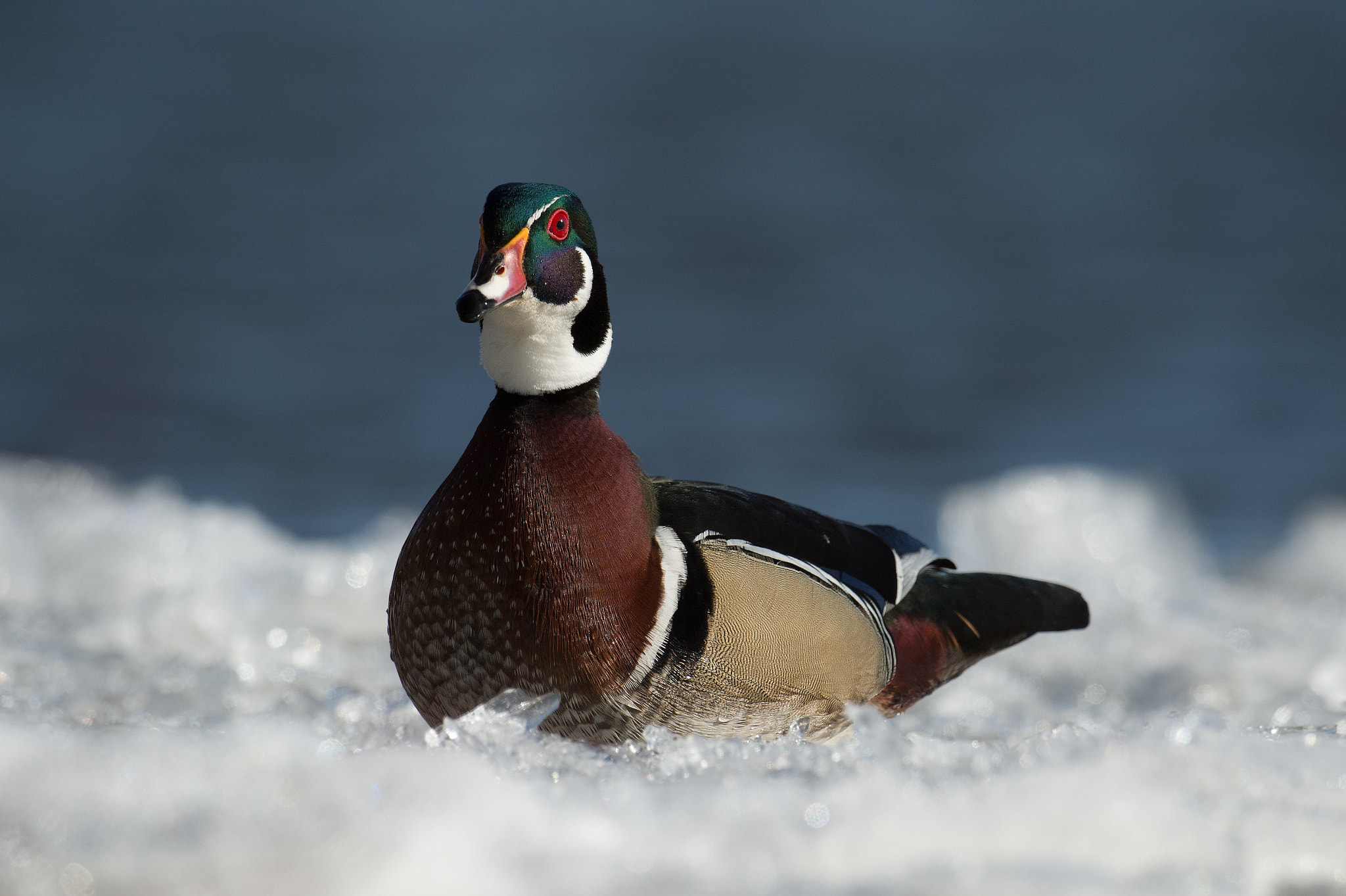 Nikon D4 sample photo. Canard branchu - aix sponsa - wood duck photography