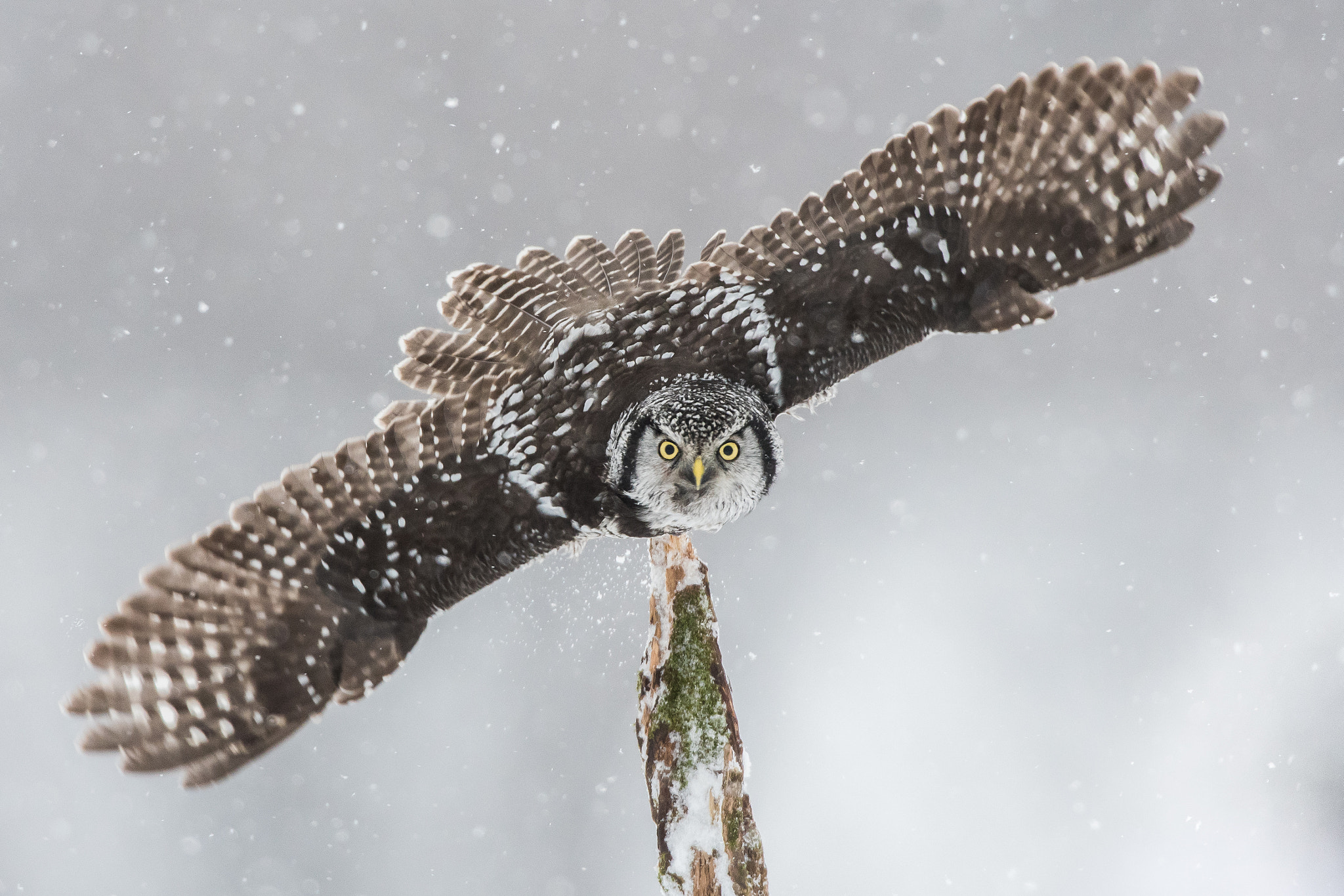 Nikon D500 + Nikon AF-S Nikkor 600mm F4D ED-IF II sample photo. Northern hawk-owl photography