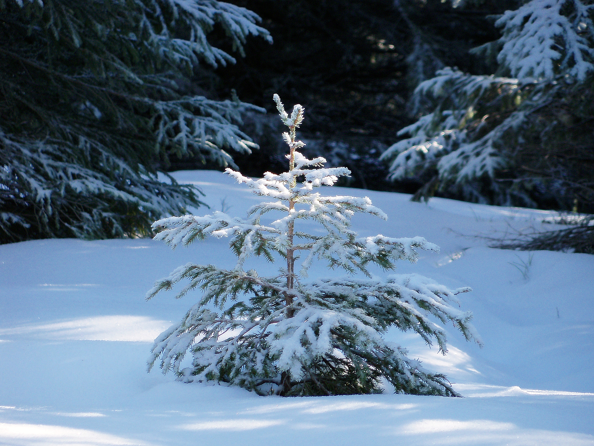 Kodak EasyShare Z915 sample photo. Until the next christmas photography
