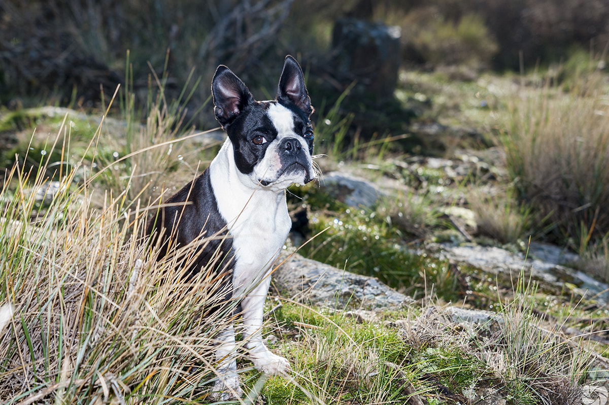Tamron SP 24-70mm F2.8 Di VC USD sample photo. Draco the boston terrier photography