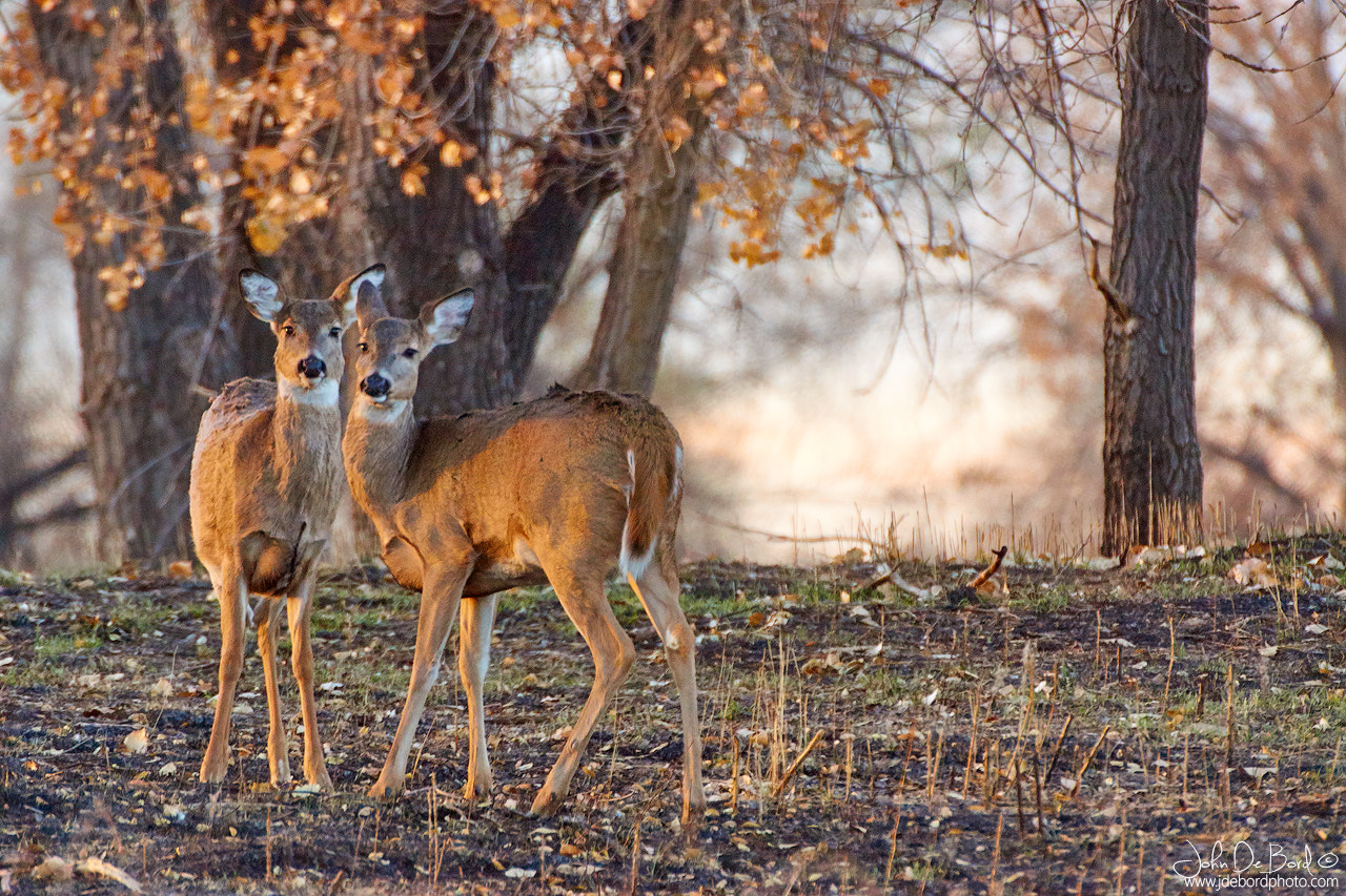 Sony SLT-A77 + Minolta AF 300mm F2.8 HS-APO G sample photo. The two does photography