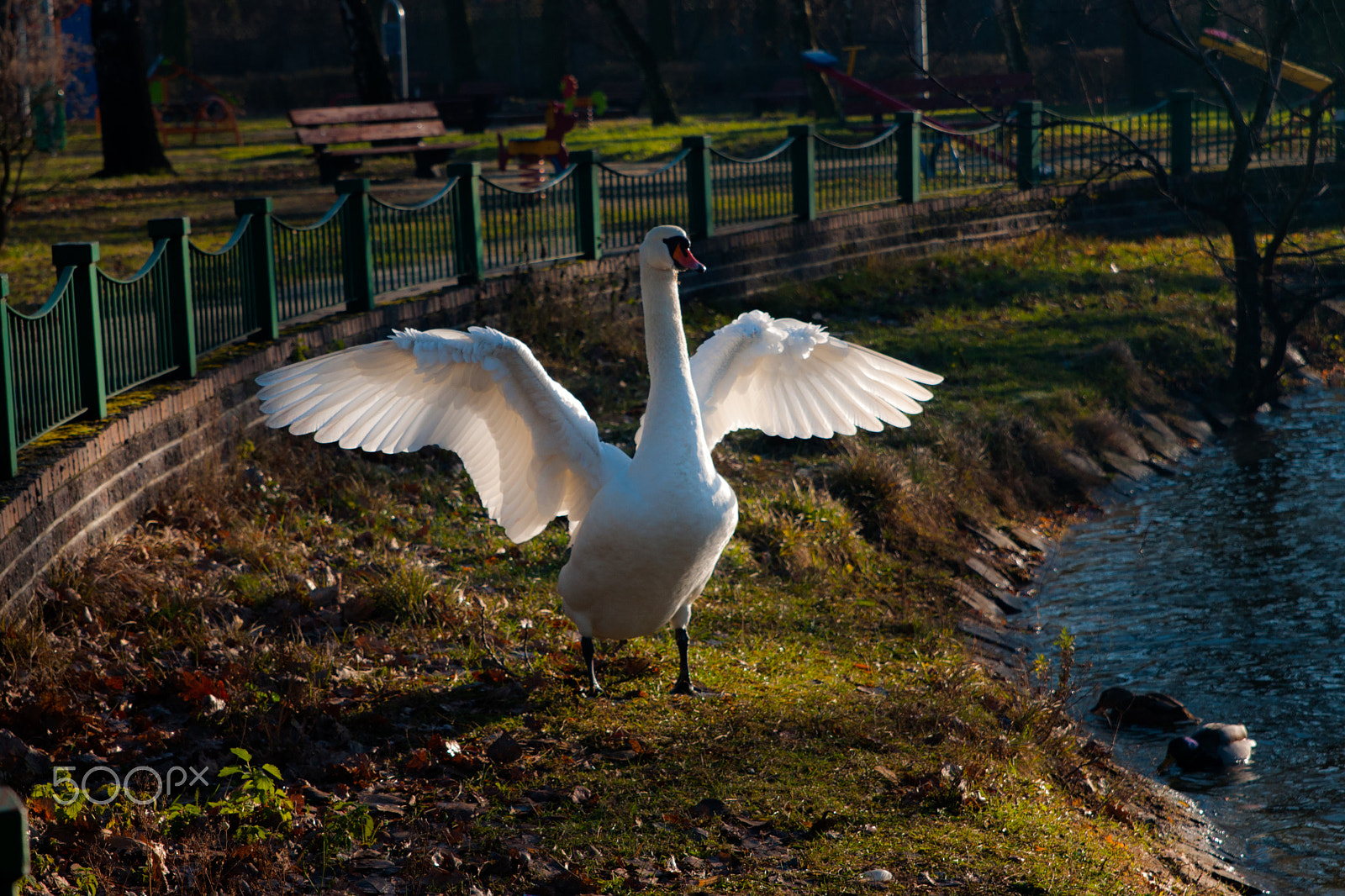 Sony Alpha DSLR-A700 + 24-70mm F2.8 sample photo. Swan winter photography