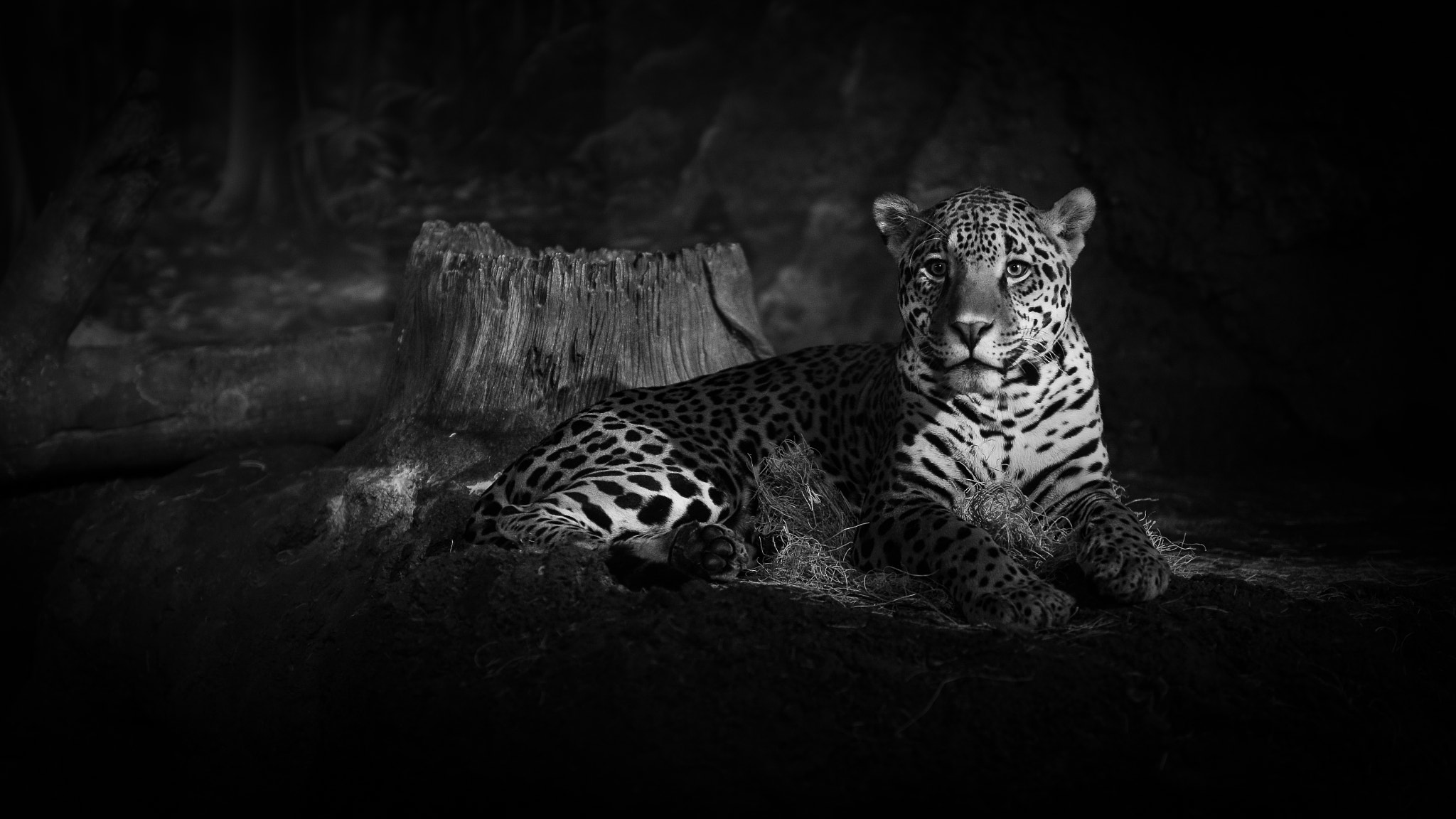 Nikon D7000 + Sigma 50mm F1.4 DG HSM Art sample photo. Spotted photography