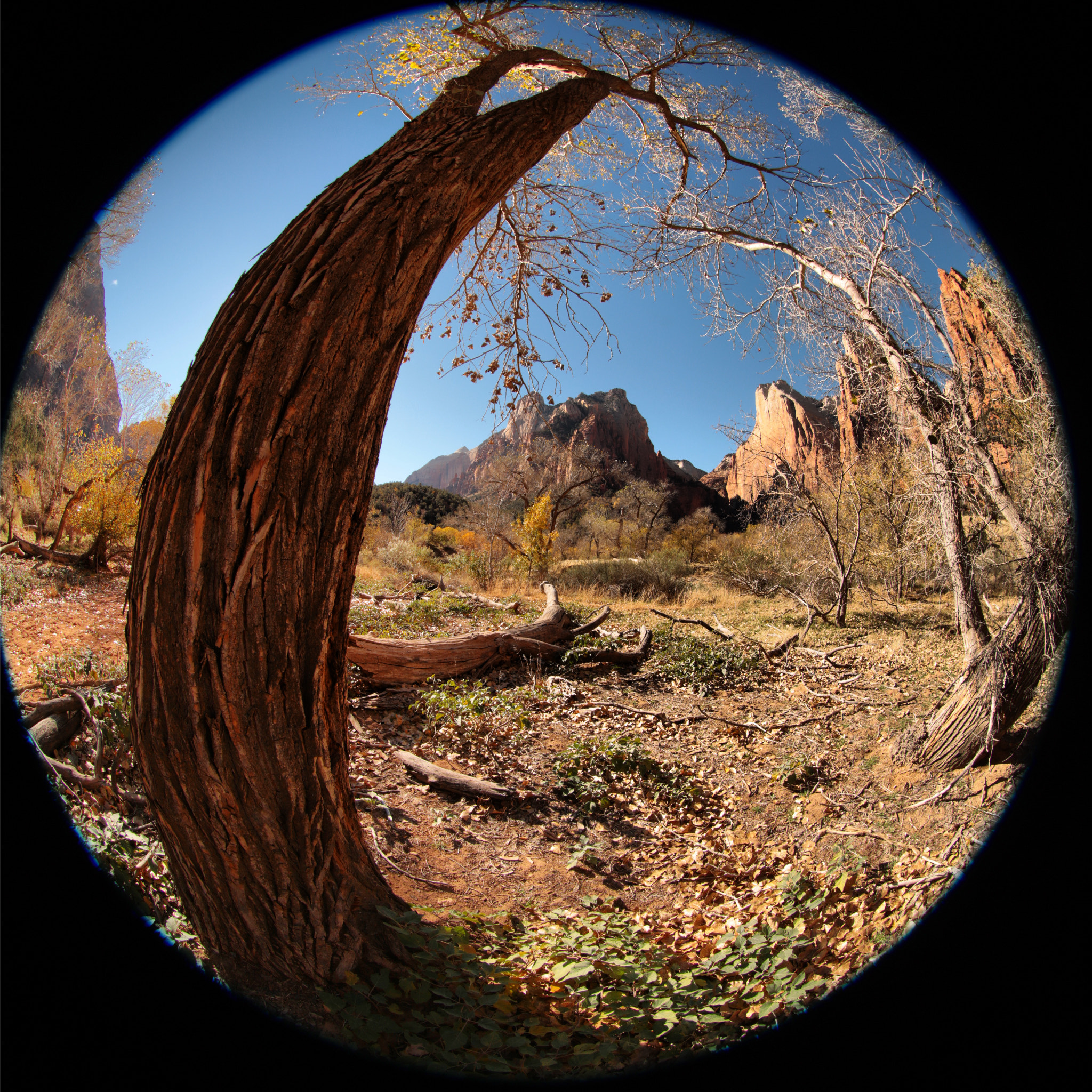 Canon EF 8-15mm F4L Fisheye USM sample photo. Pov 360. different.  photography