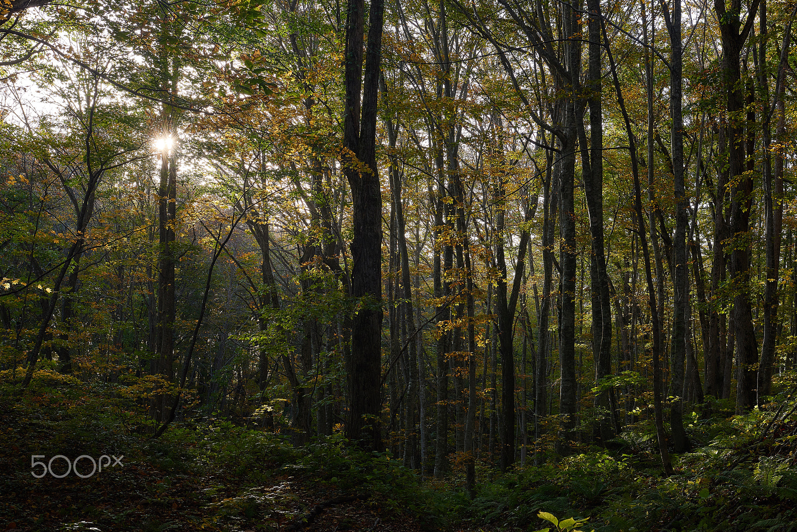 Nikon AF-S Nikkor 24-70mm F2.8G ED sample photo. Awakening of the forest photography