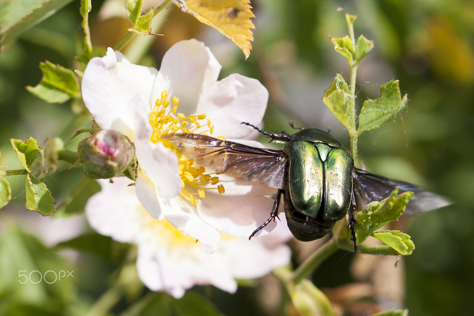 Canon EF 100mm F2.8L Macro IS USM sample photo. Landing photography