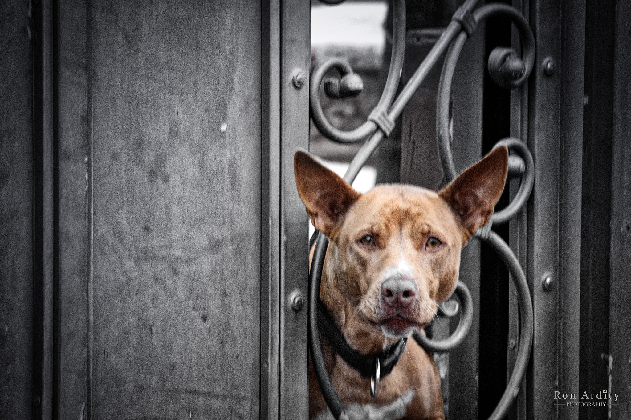 Canon EF-S 55-250mm F4-5.6 IS STM sample photo. Watch dog photography