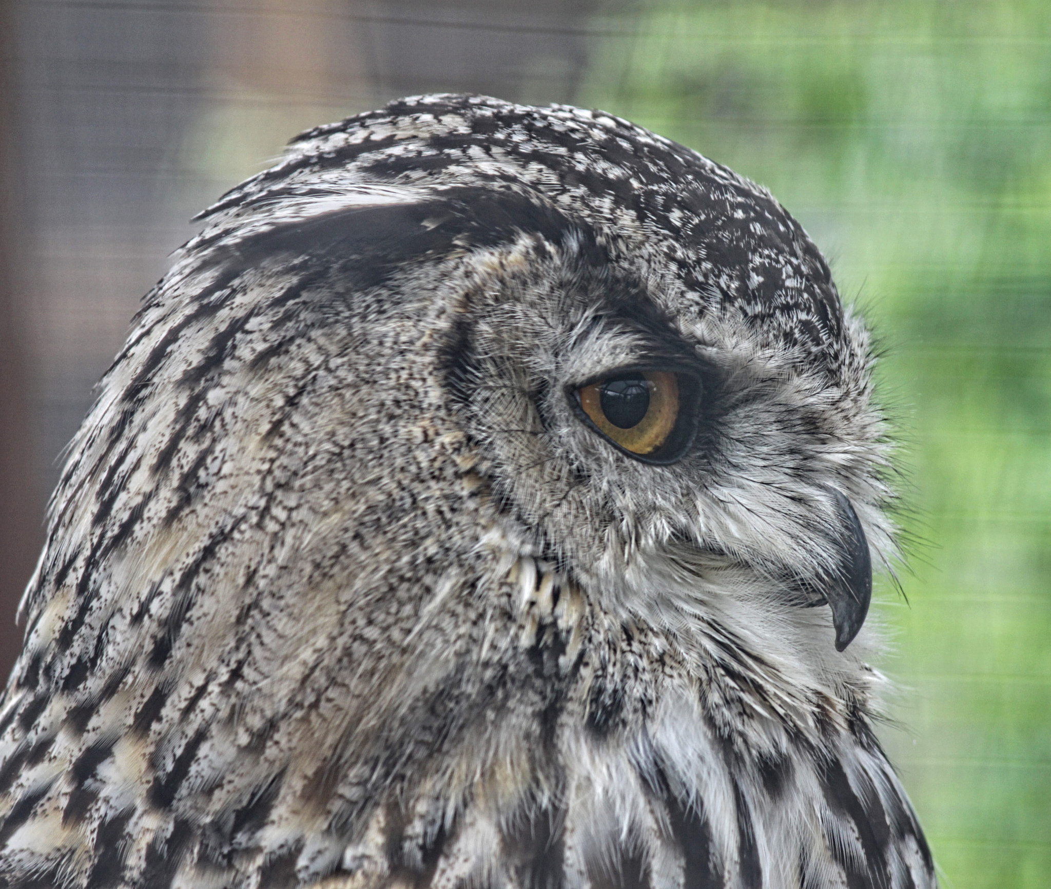 Canon EF-S 55-250mm F4-5.6 IS sample photo. Rf 40 photography