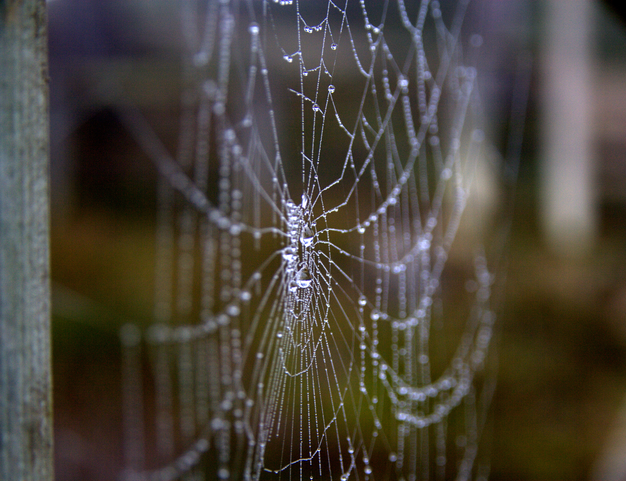 Canon EOS 400D (EOS Digital Rebel XTi / EOS Kiss Digital X) sample photo. Spiderweb photography