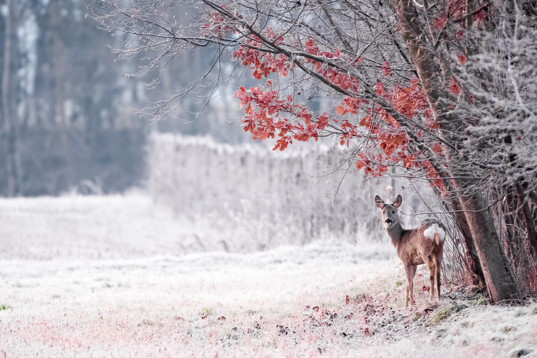 Nikon AF-S Nikkor 200-400mm F4G ED-IF VR sample photo. Bianco e rosso photography