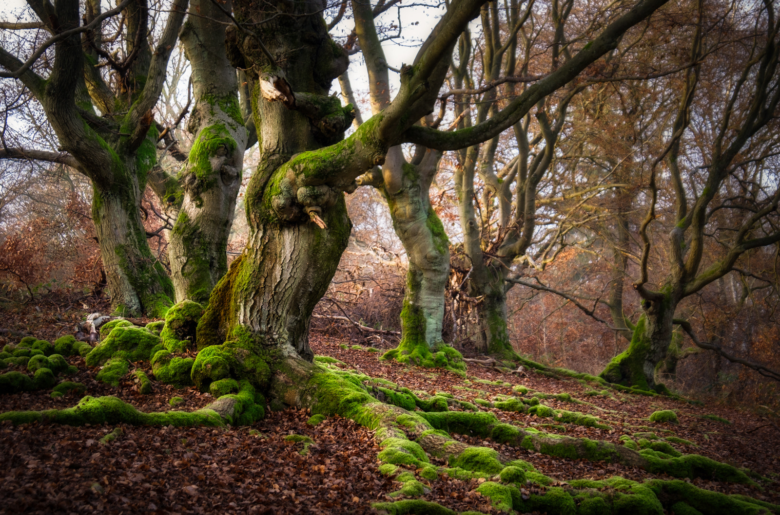 Fujifilm X-Pro2 + Fujifilm XF 18-135mm F3.5-5.6 R LM OIS WR sample photo. Visiting the ents ii photography