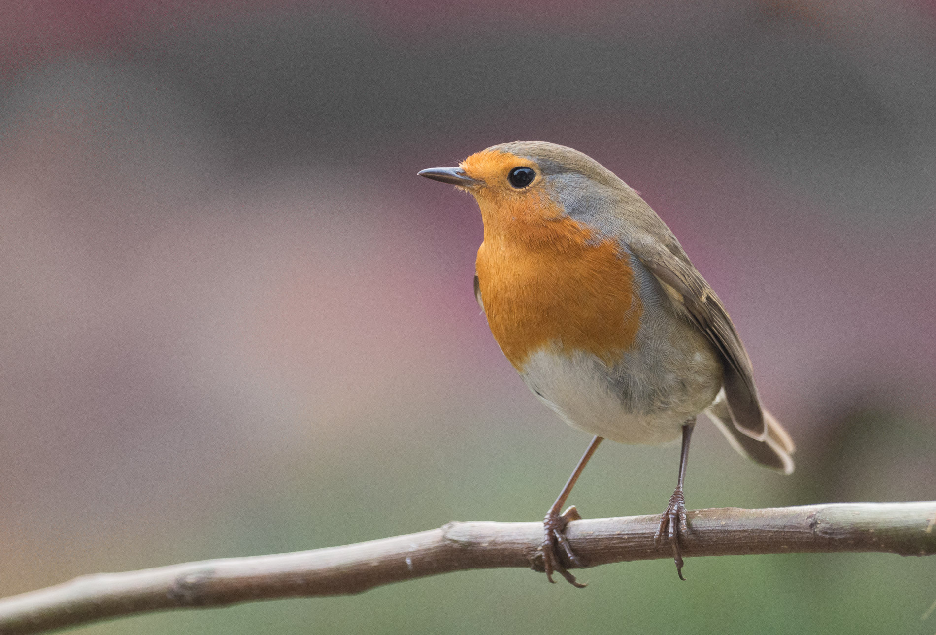 Olympus OM-D E-M1 Mark II + OLYMPUS M.300mm F4.0 sample photo. Rotkehlchen photography
