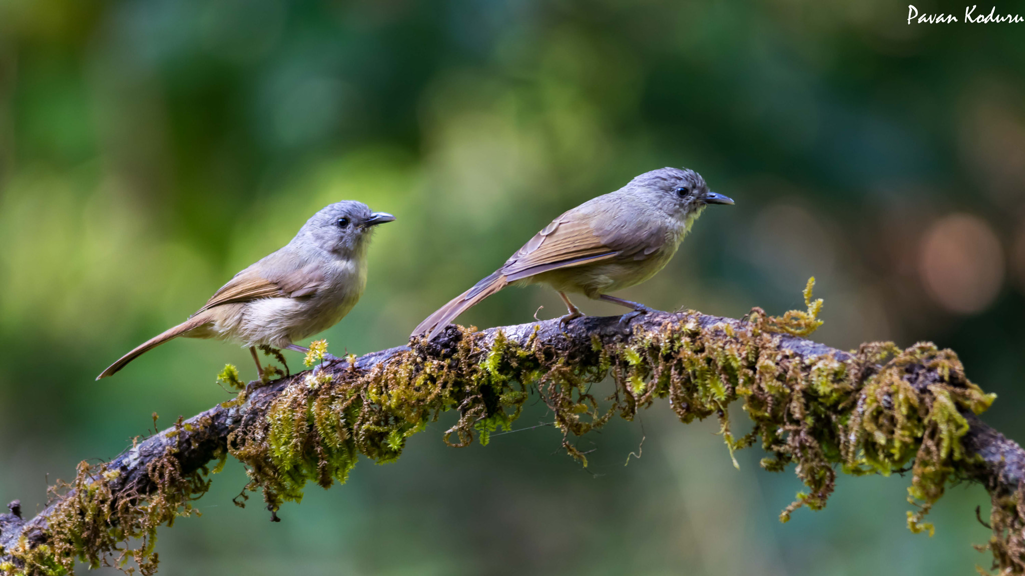 Sigma 150-500mm F5-6.3 DG OS HSM sample photo. Twin birds photography
