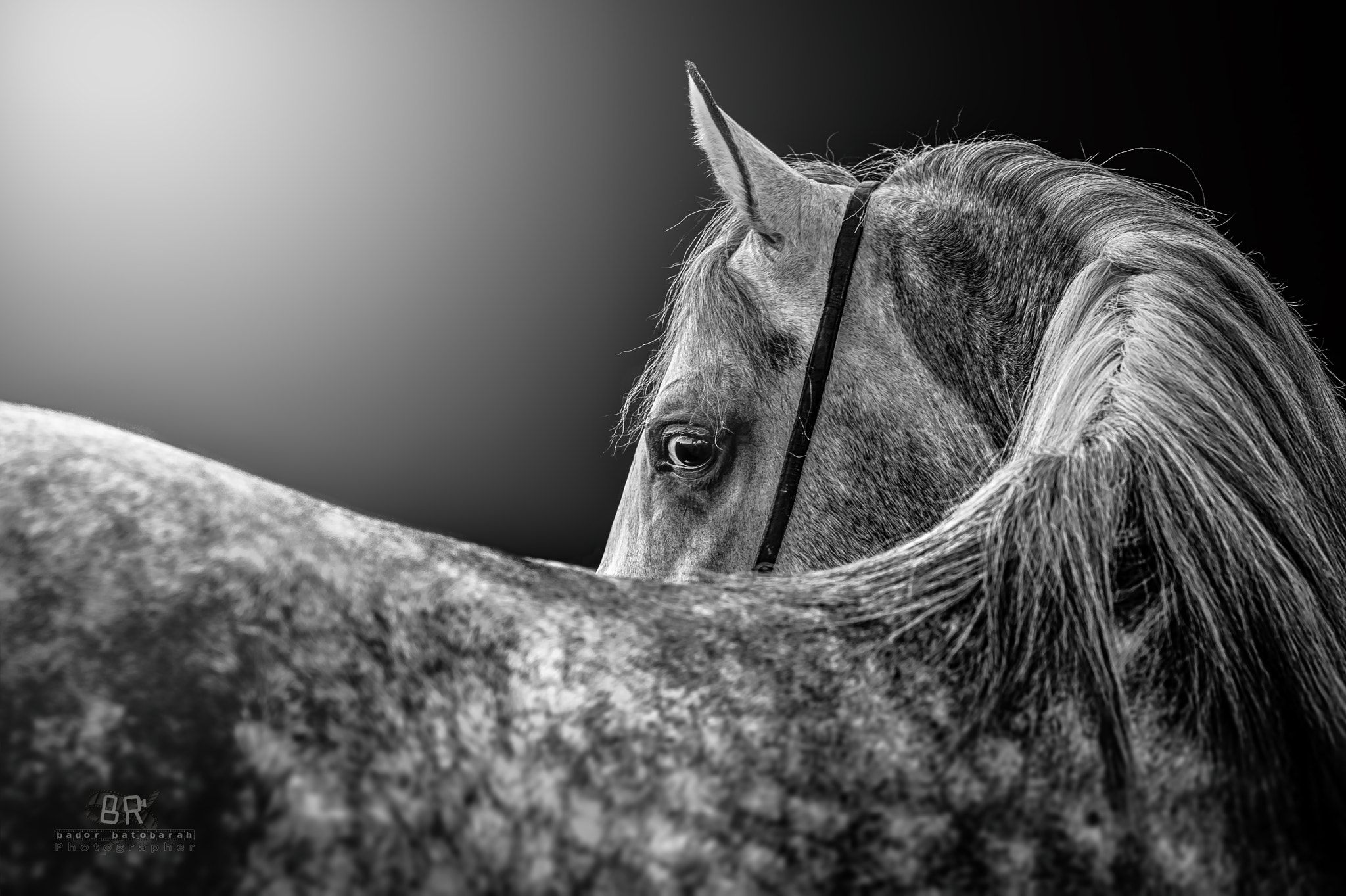 Nikon D3 sample photo. Arabic horse photography