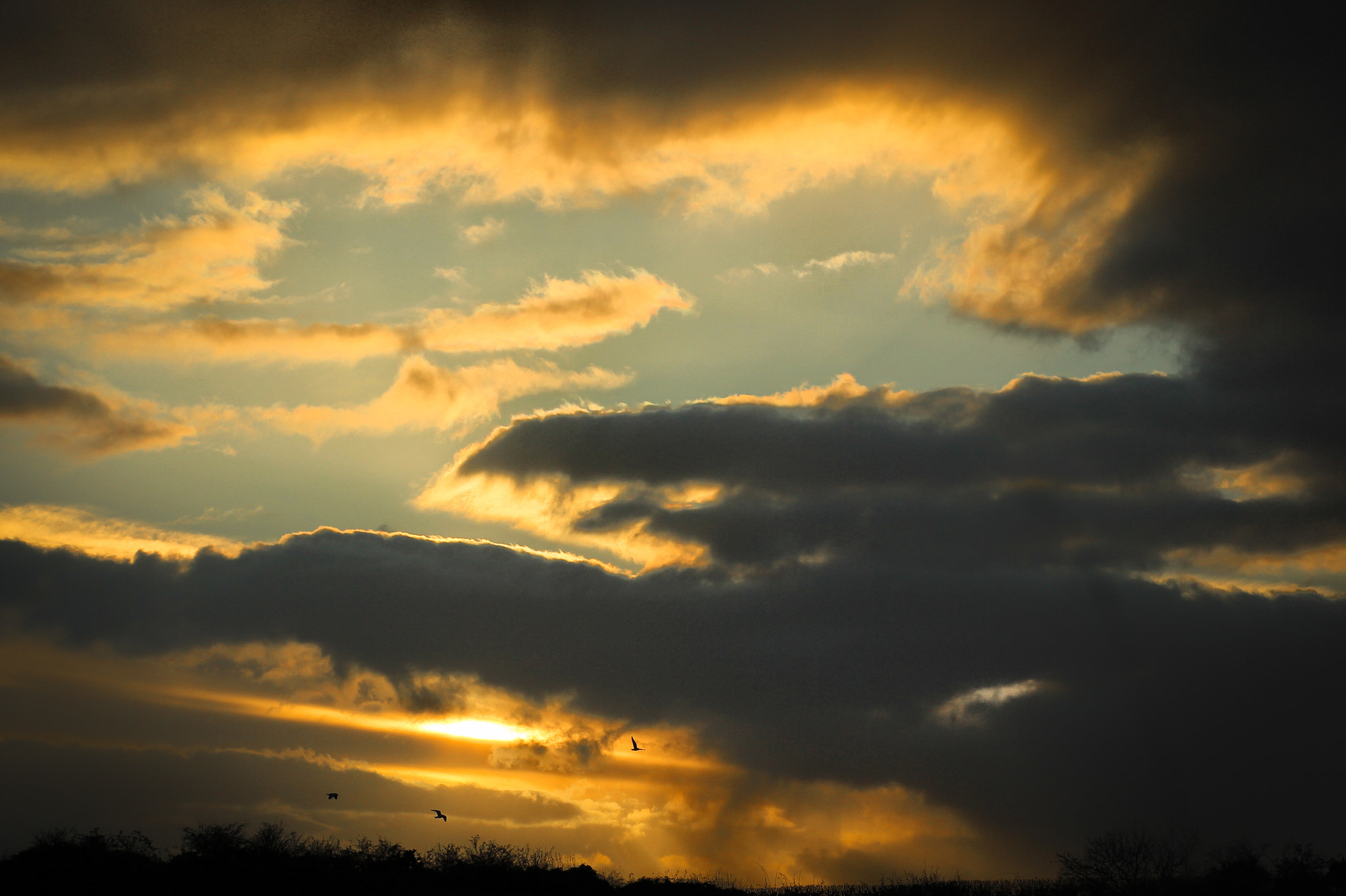 Canon EOS 550D (EOS Rebel T2i / EOS Kiss X4) + Canon EF 85mm F1.8 USM sample photo. Flying at sunset photography