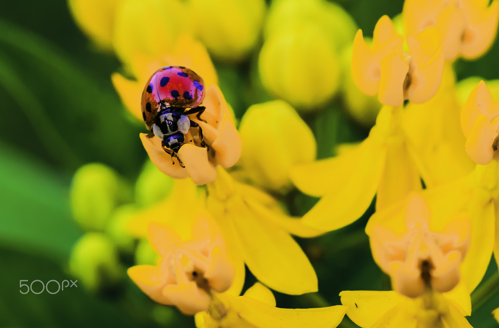 Nikon AF-S DX Micro-Nikkor 85mm F3.5G ED VR sample photo. Ladybug photography