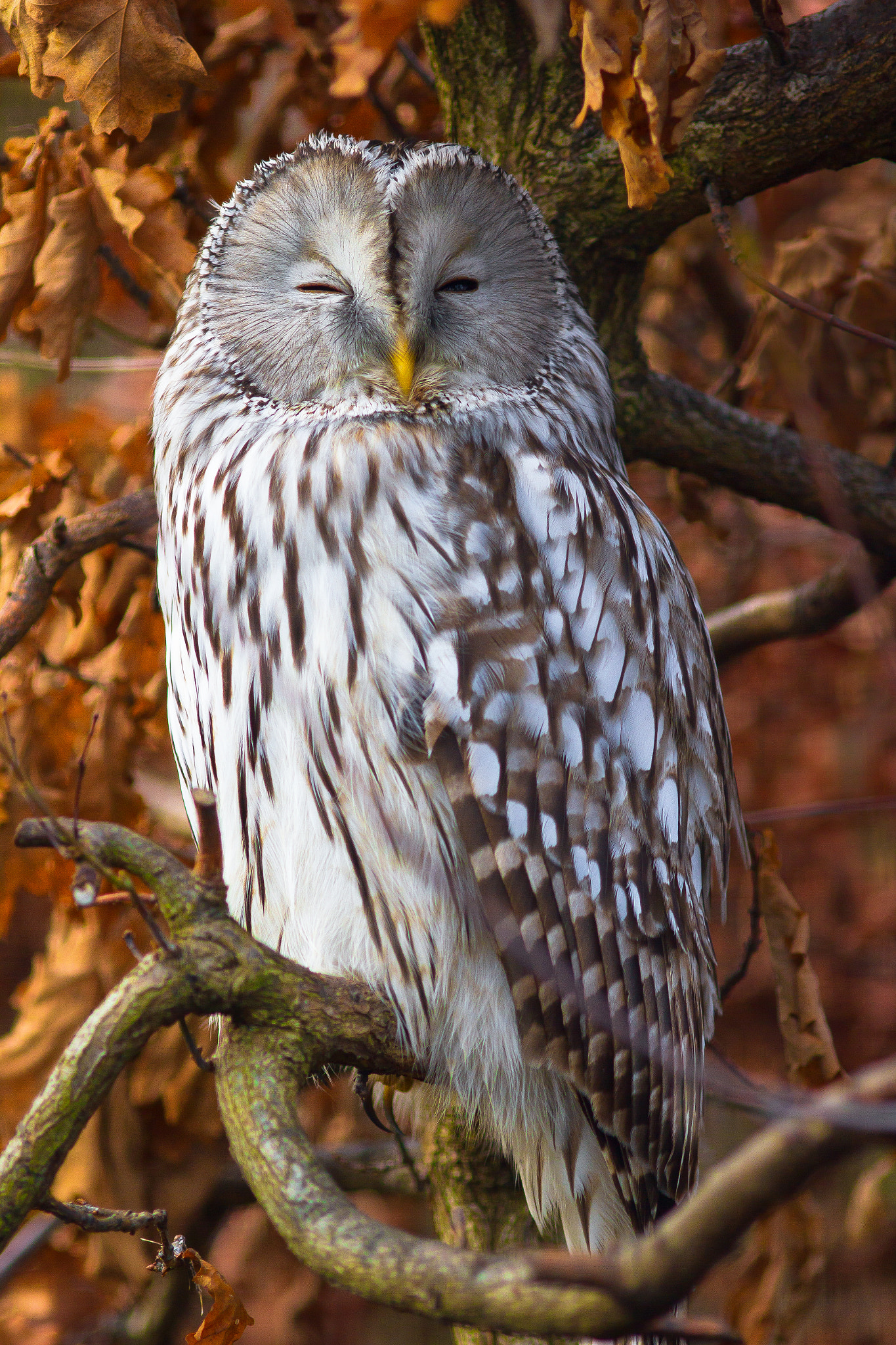 Canon EOS 550D (EOS Rebel T2i / EOS Kiss X4) + Canon EF 200mm F2.8L II USM sample photo. Owl in autumn photography