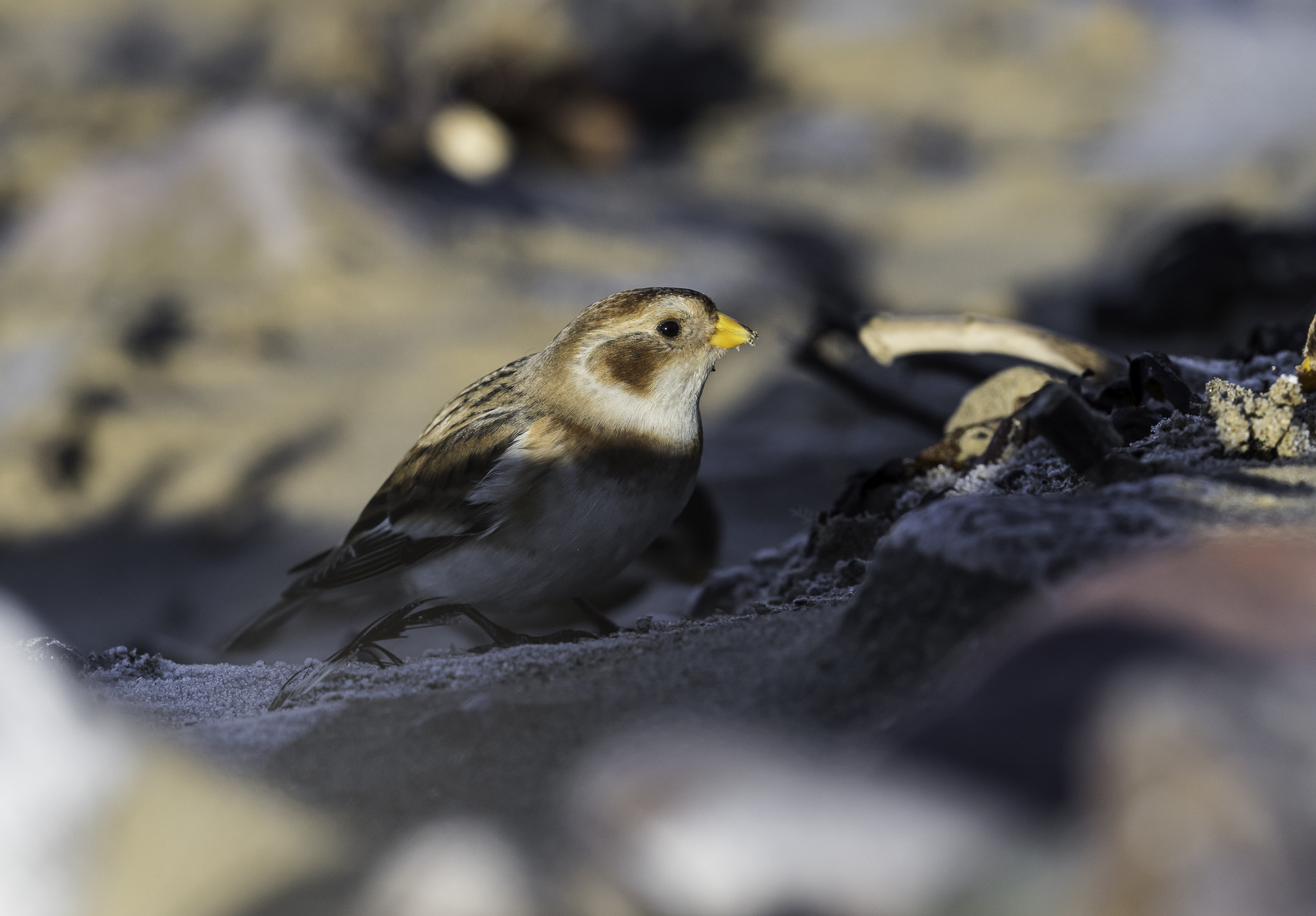 Nikon AF-S Nikkor 500mm F4E FL ED VR sample photo. Dsc photography