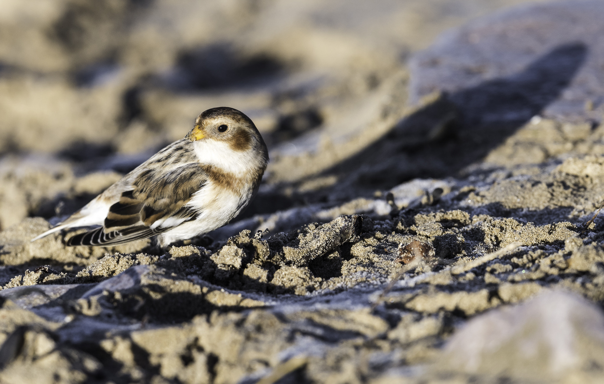 Nikon D810 + Nikon AF-S Nikkor 500mm F4E FL ED VR sample photo. Dsc photography