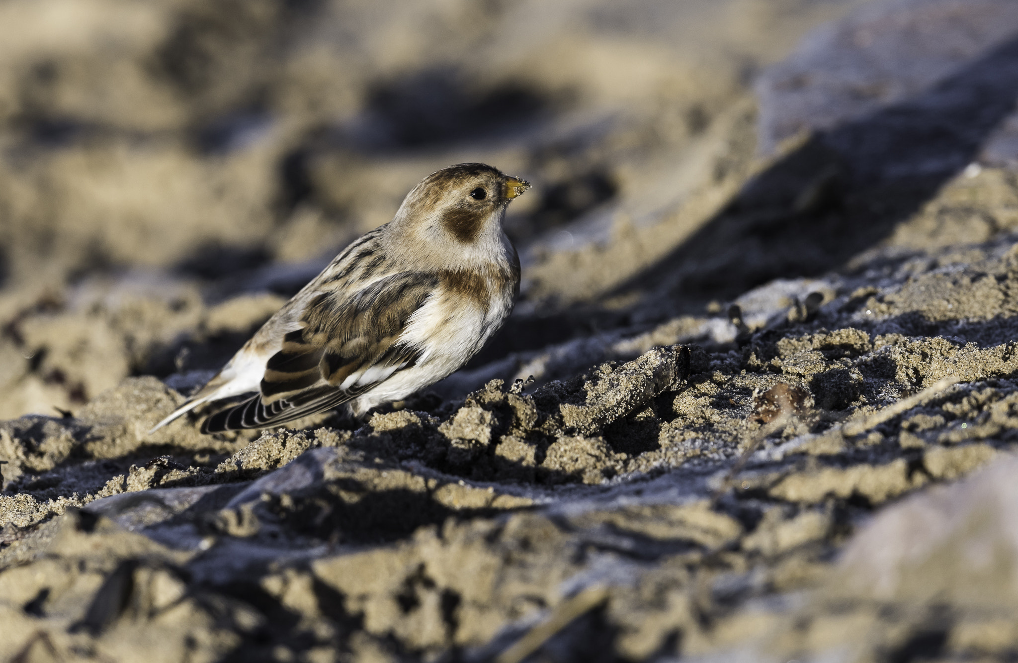 Nikon AF-S Nikkor 500mm F4E FL ED VR sample photo. Dsc photography