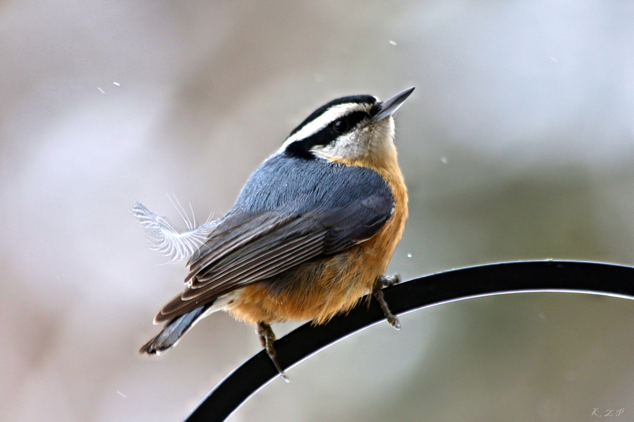 Canon EF 70-300mm F4-5.6 IS USM sample photo. Nuthatch photography