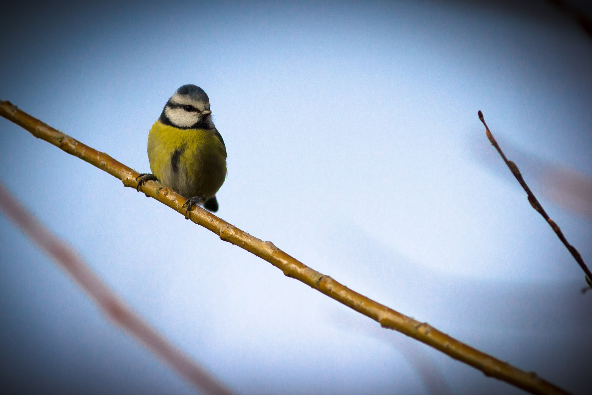 Canon EOS 550D (EOS Rebel T2i / EOS Kiss X4) + Canon EF 200mm F2.8L II USM sample photo. Resting on a branch photography