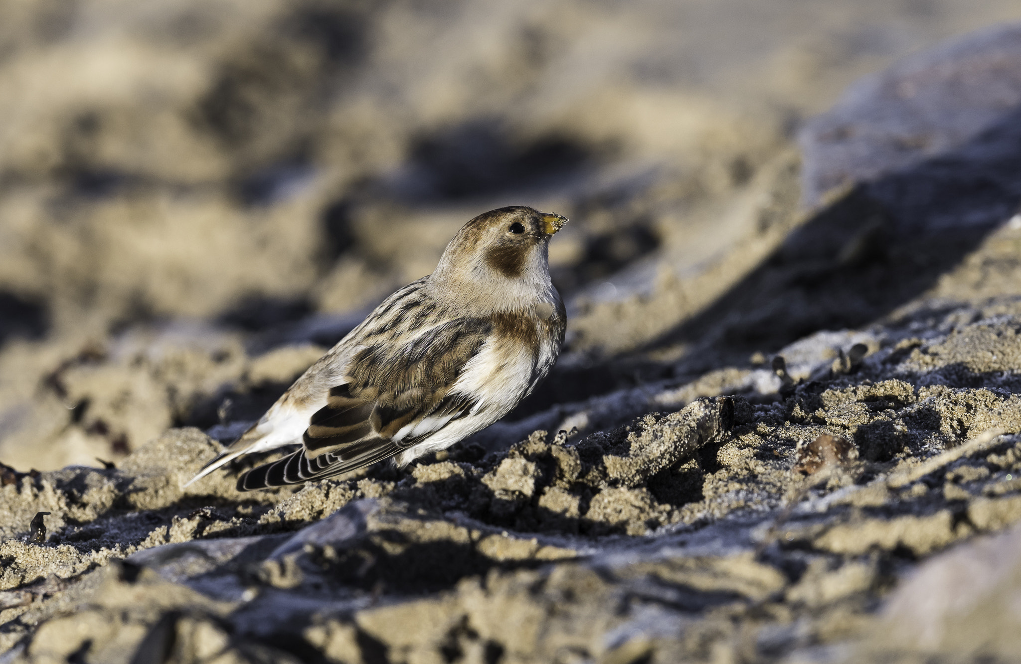 Nikon D810 + Nikon AF-S Nikkor 500mm F4E FL ED VR sample photo. Dsc photography