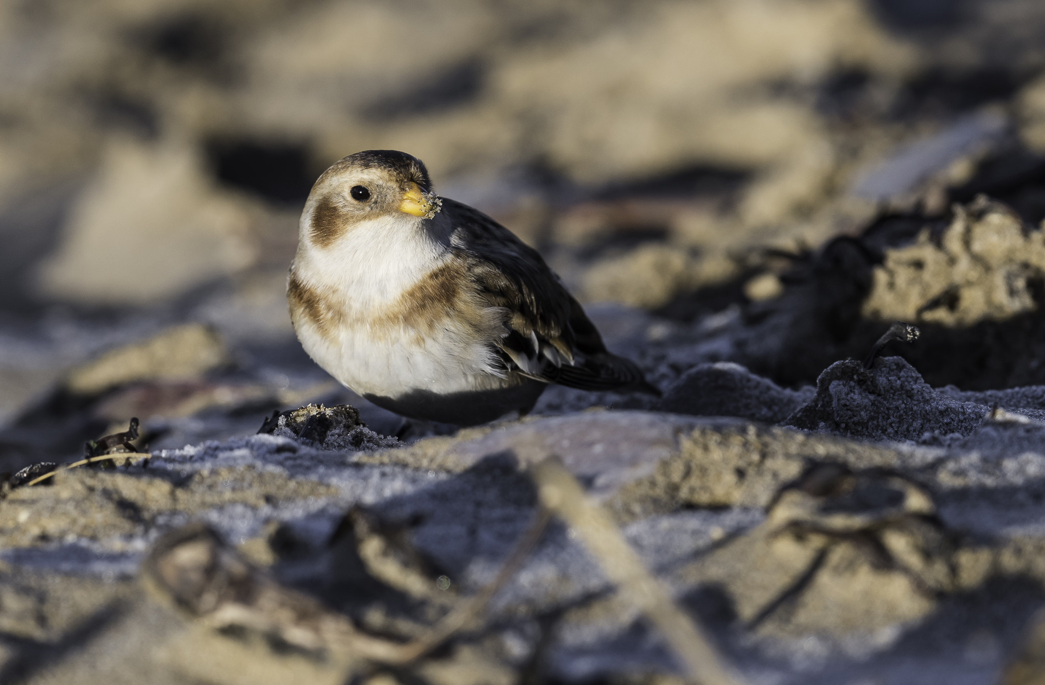 Nikon D810 + Nikon AF-S Nikkor 500mm F4E FL ED VR sample photo. Dsc photography