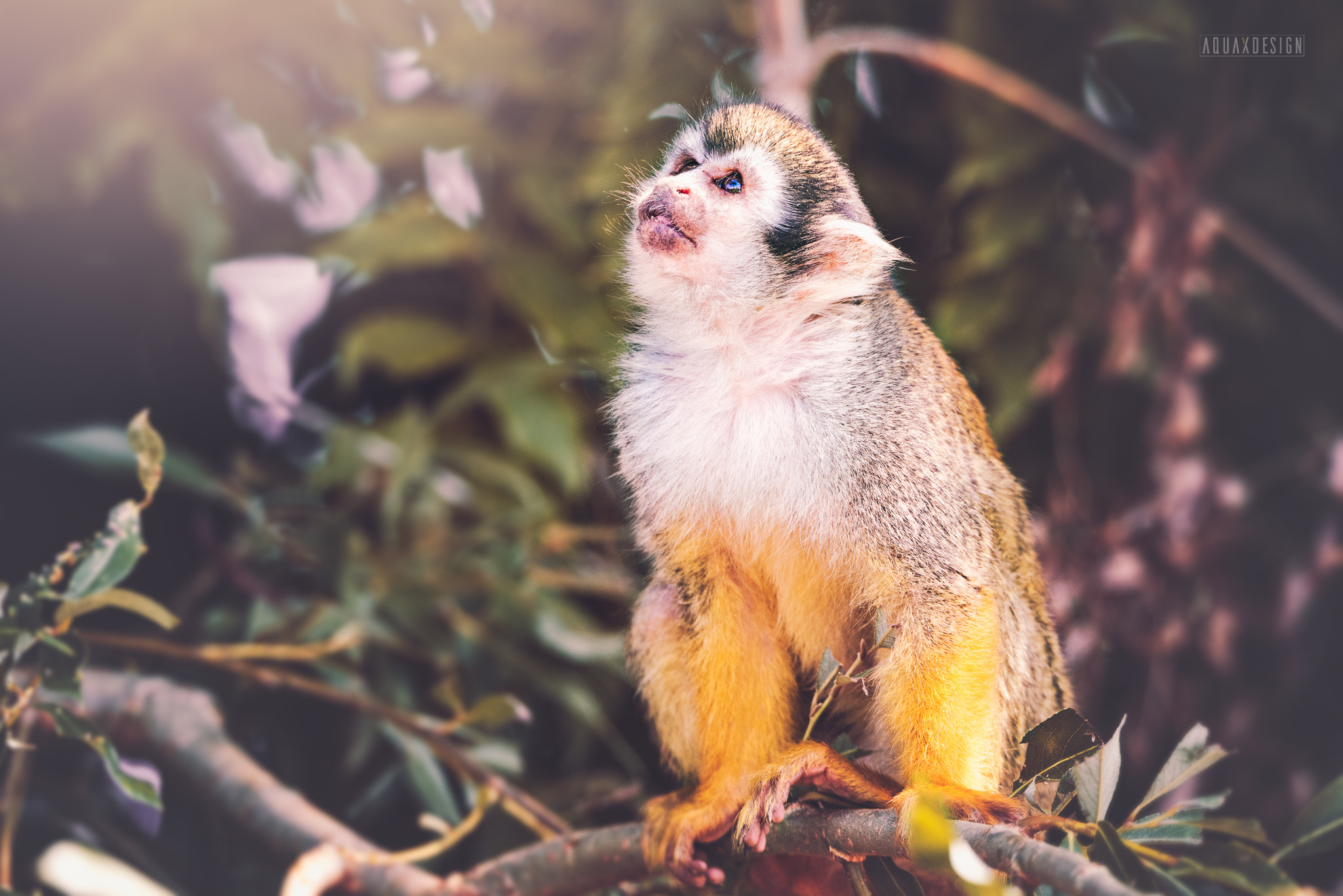 Nikon D800 sample photo. Squirrel monkey photography