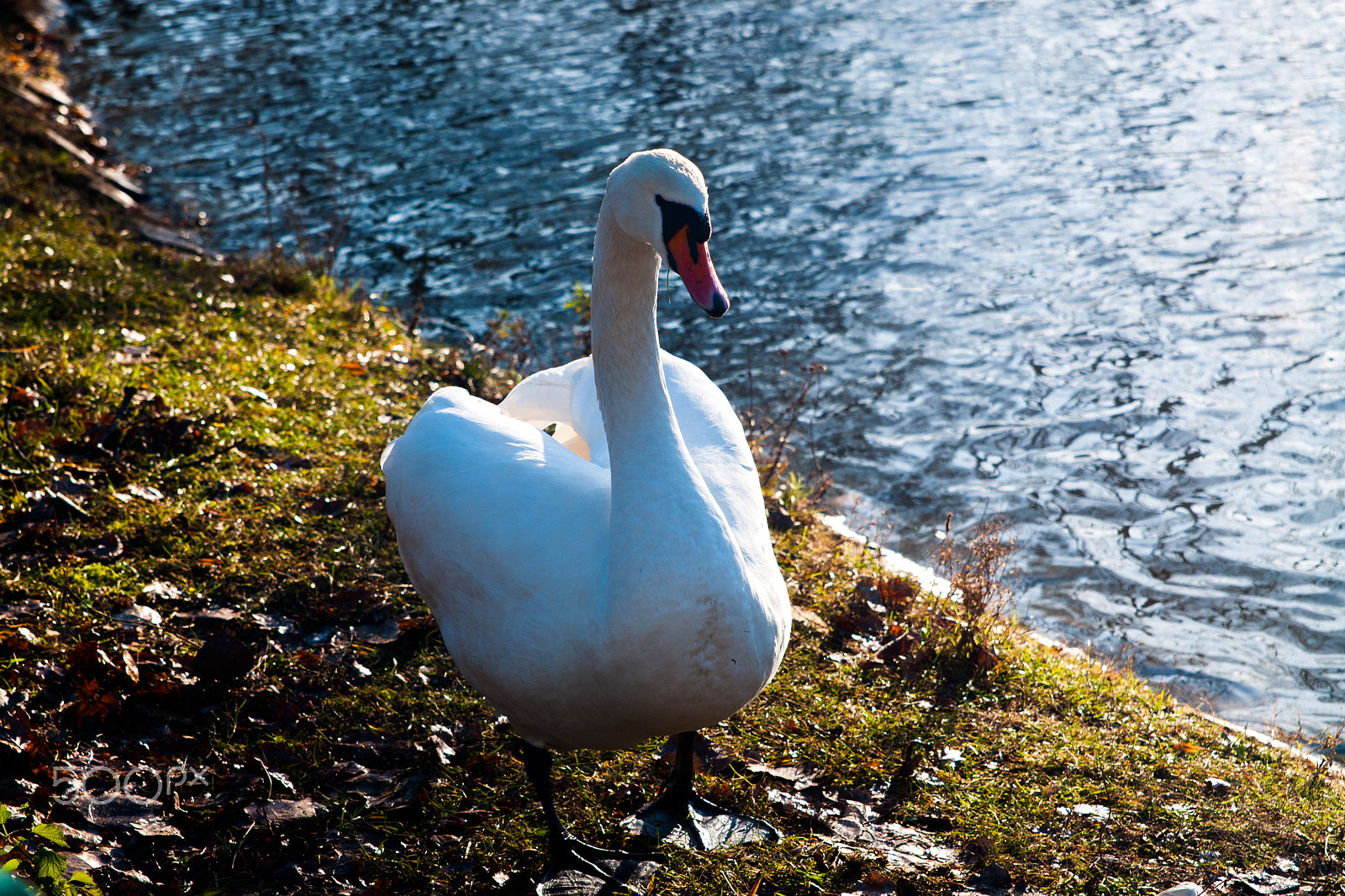 Sony Alpha DSLR-A700 + 24-70mm F2.8 sample photo. Swan photography