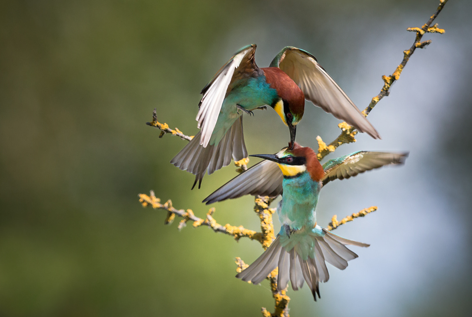 Canon EF 600mm F4L IS II USM sample photo. Guepier photography