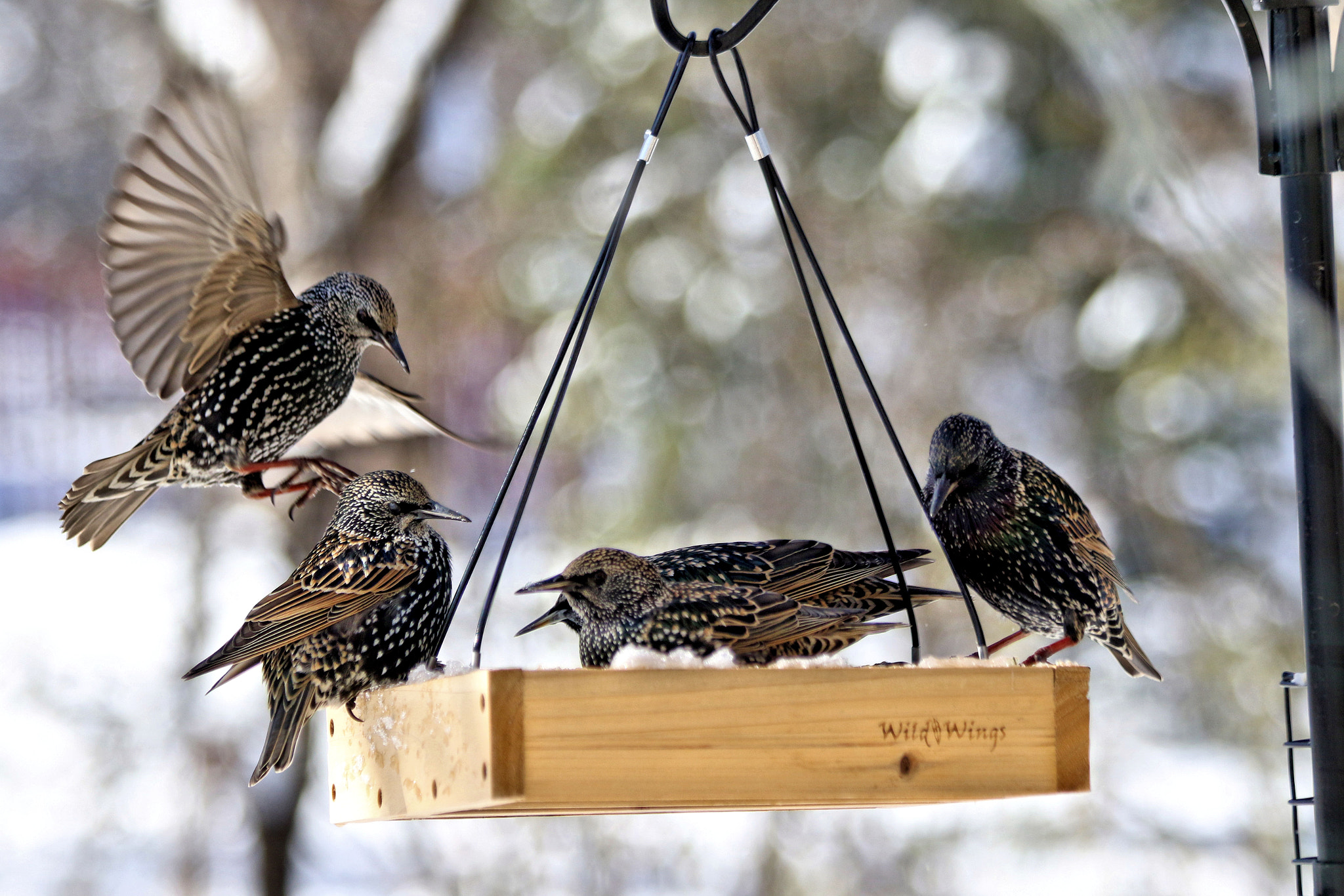 Canon EF 70-300mm F4-5.6 IS USM sample photo. Starlings photography