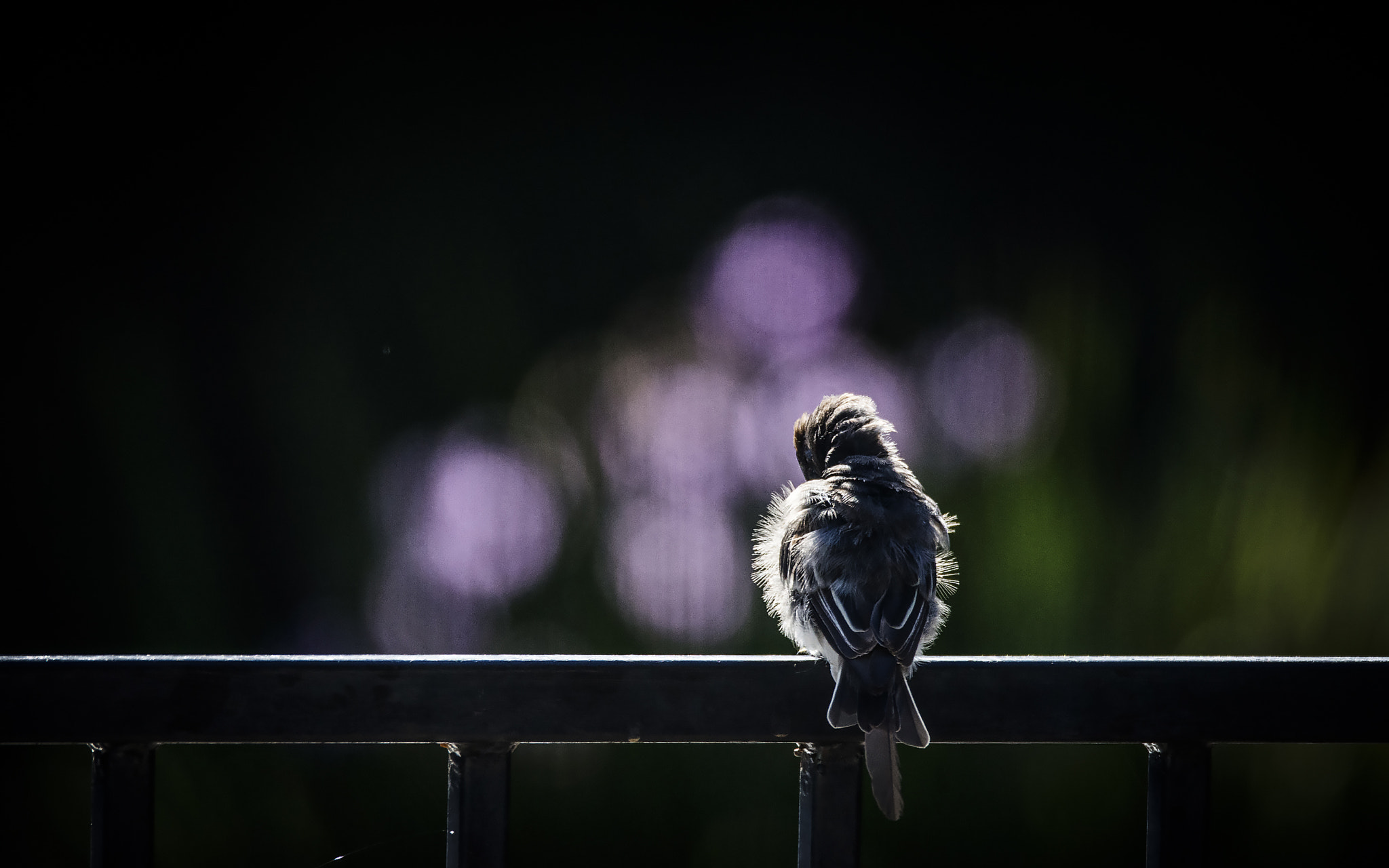Sigma 150-600mm F5-6.3 DG OS HSM | S sample photo. Beautiful figure photography