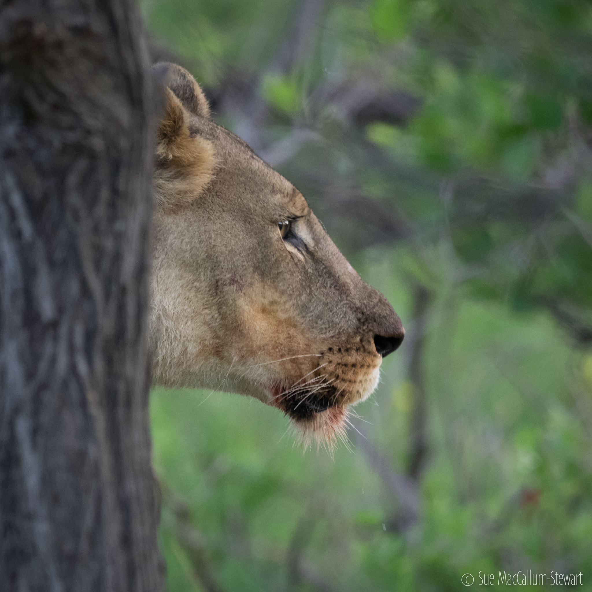 Olympus OM-D E-M1 + OLYMPUS M.300mm F4.0 sample photo. Lioness photography