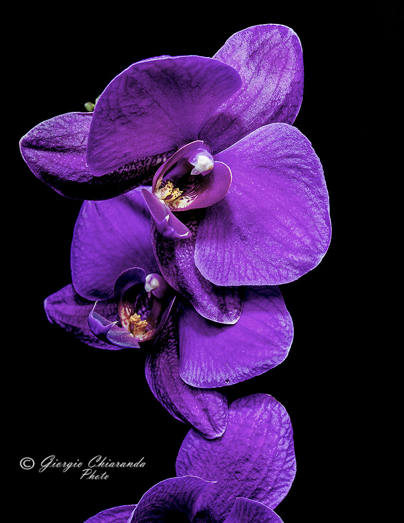 Sigma 105mm F2.8 EX DG OS HSM sample photo. Phalaenopsis photography