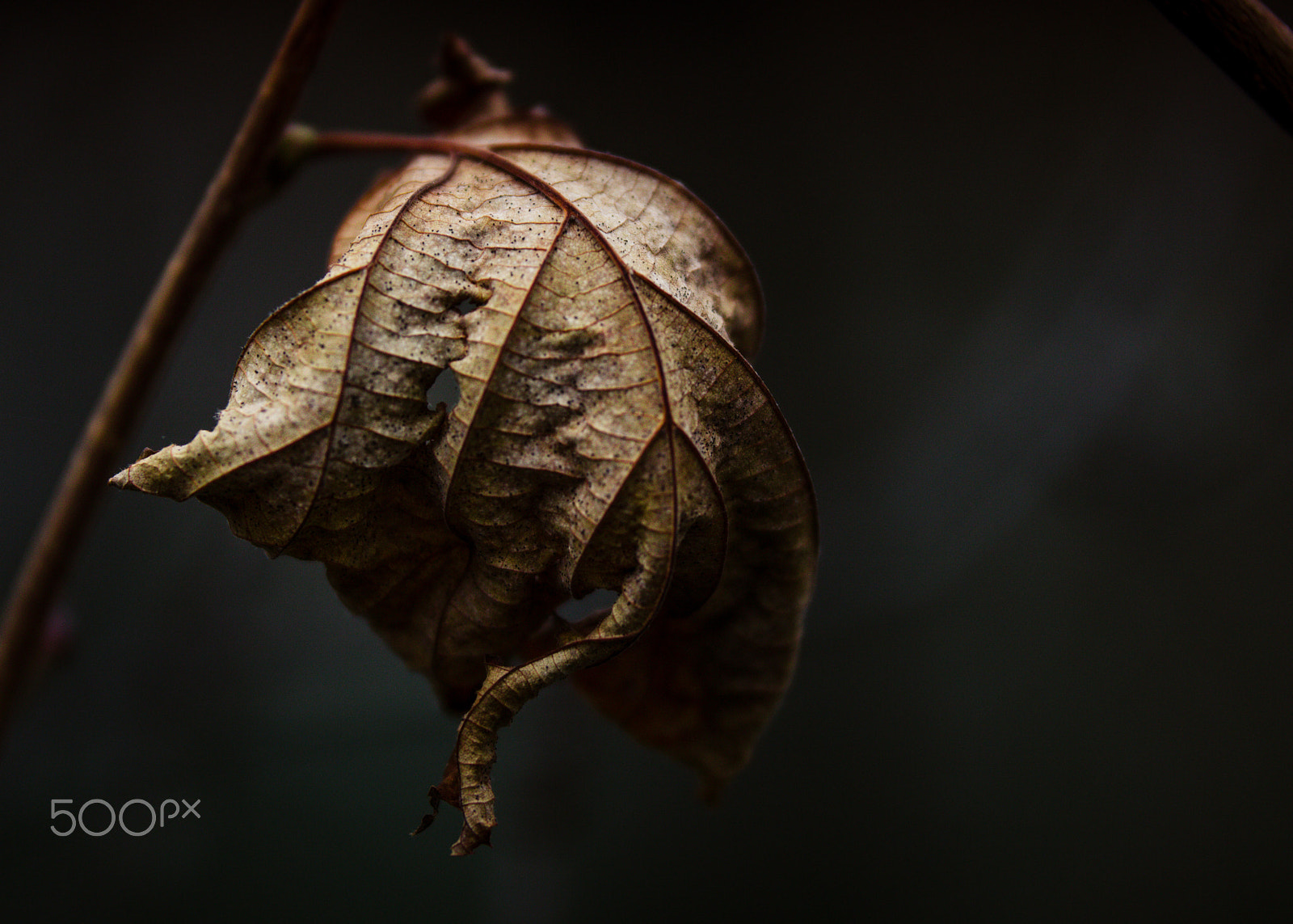 Sigma 50-100mm F1.8 DC HSM Art sample photo. Outside the times photography