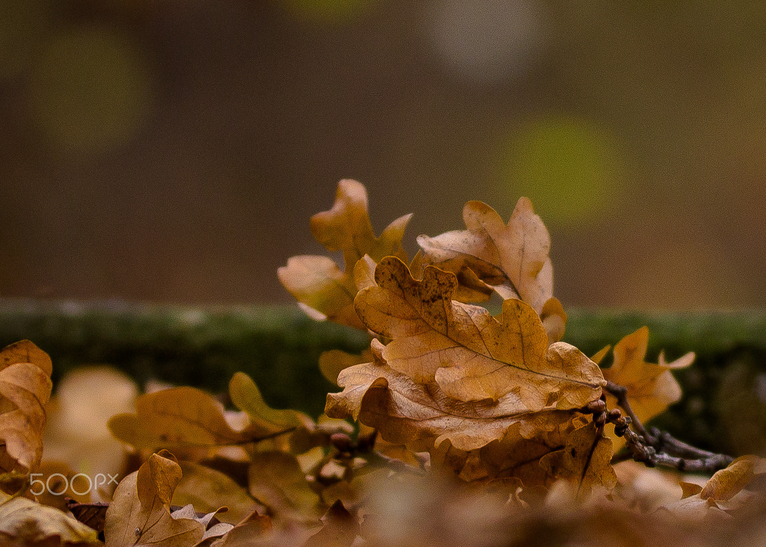 Canon EOS 600D (Rebel EOS T3i / EOS Kiss X5) + Sigma 50-100mm F1.8 DC HSM Art sample photo. Fallen leaves - outside the times photography