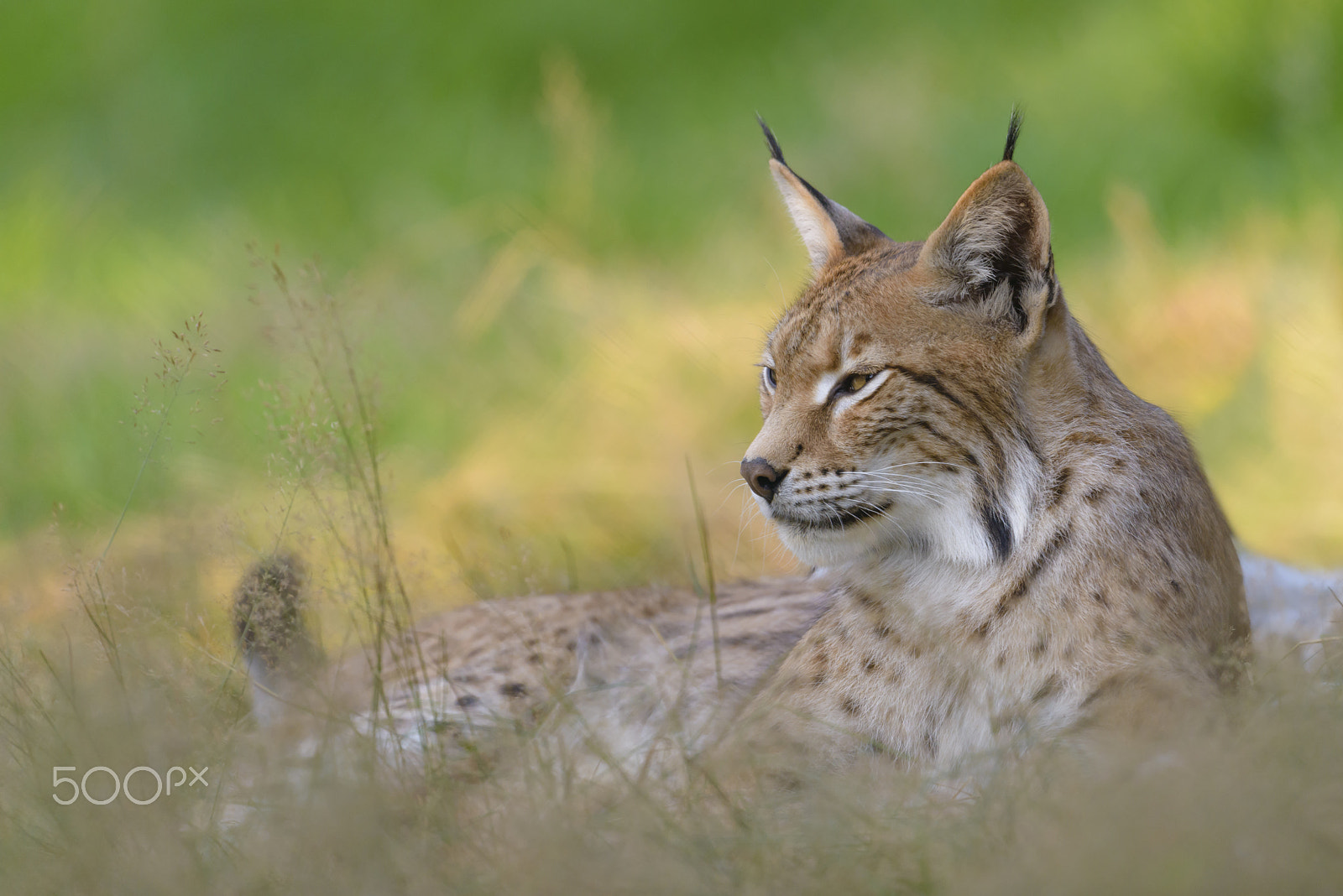 Nikon D800E + Nikon AF-S Nikkor 500mm F4G ED VR sample photo. Eurasischer luchs, lynx lynx, lynx photography