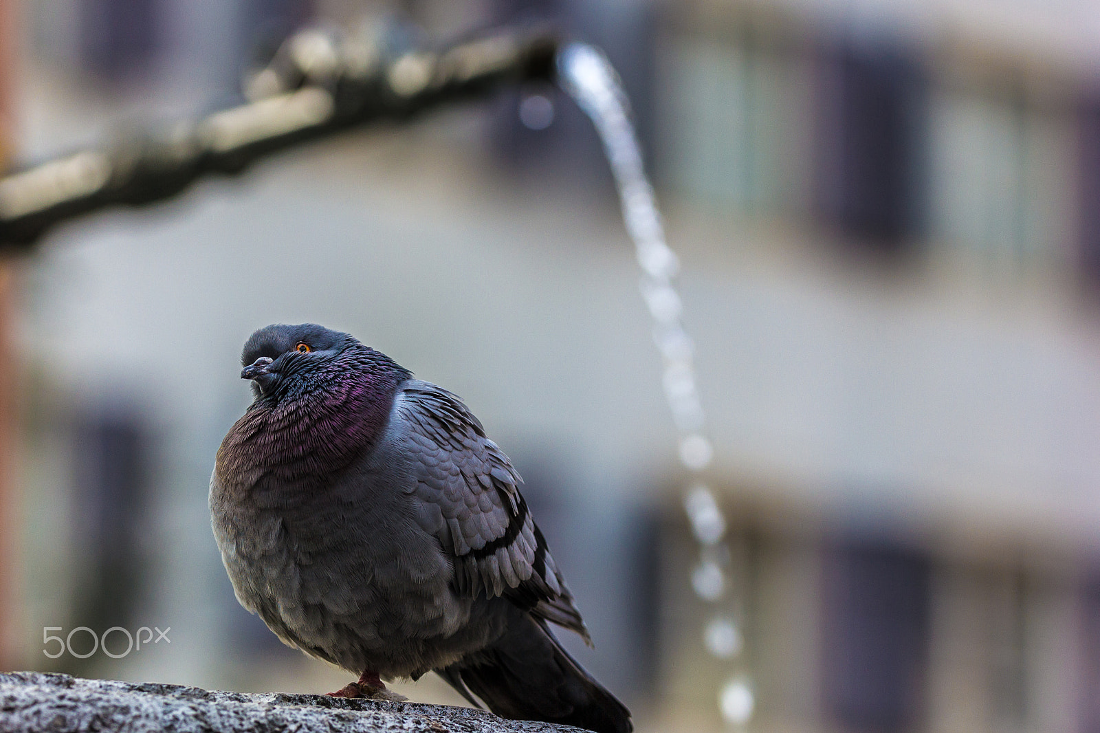 Sigma 50-100mm F1.8 DC HSM Art sample photo. Outside the times photography