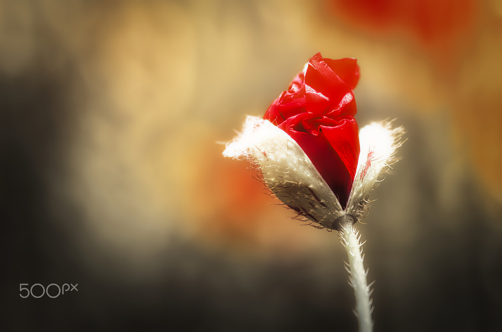 Pentax smc D-FA 100mm F2.8 Macro WR sample photo. Bocciolo di papavero photography