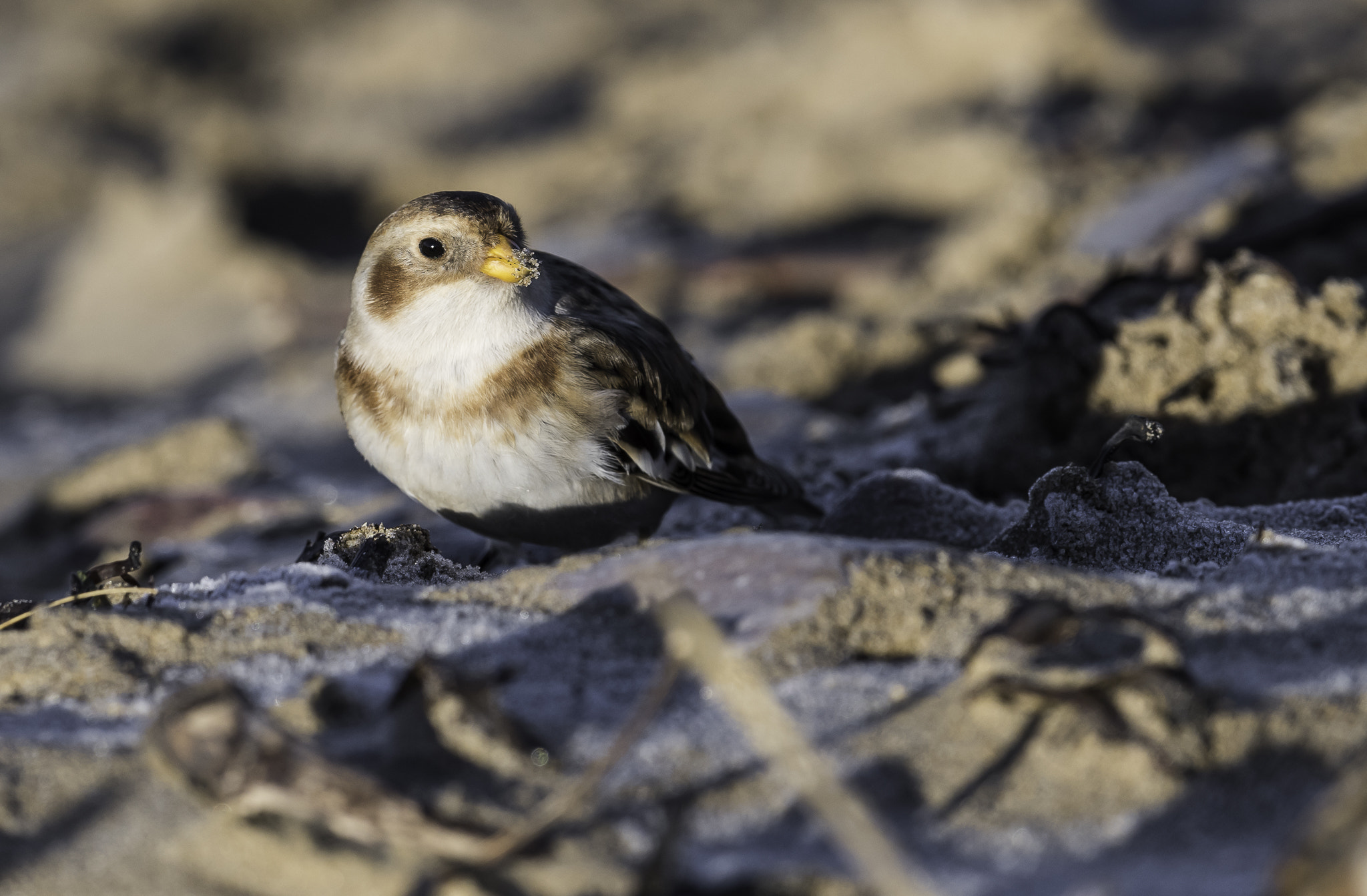 Nikon D810 + Nikon AF-S Nikkor 500mm F4E FL ED VR sample photo. Dsc photography