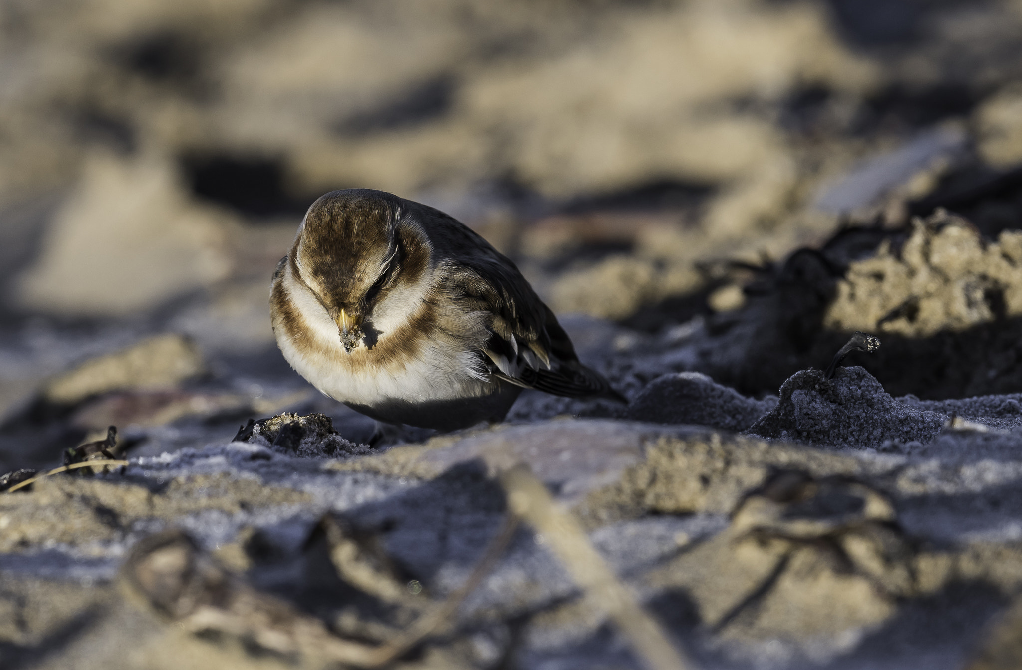 Nikon D810 + Nikon AF-S Nikkor 500mm F4E FL ED VR sample photo. Dsc photography