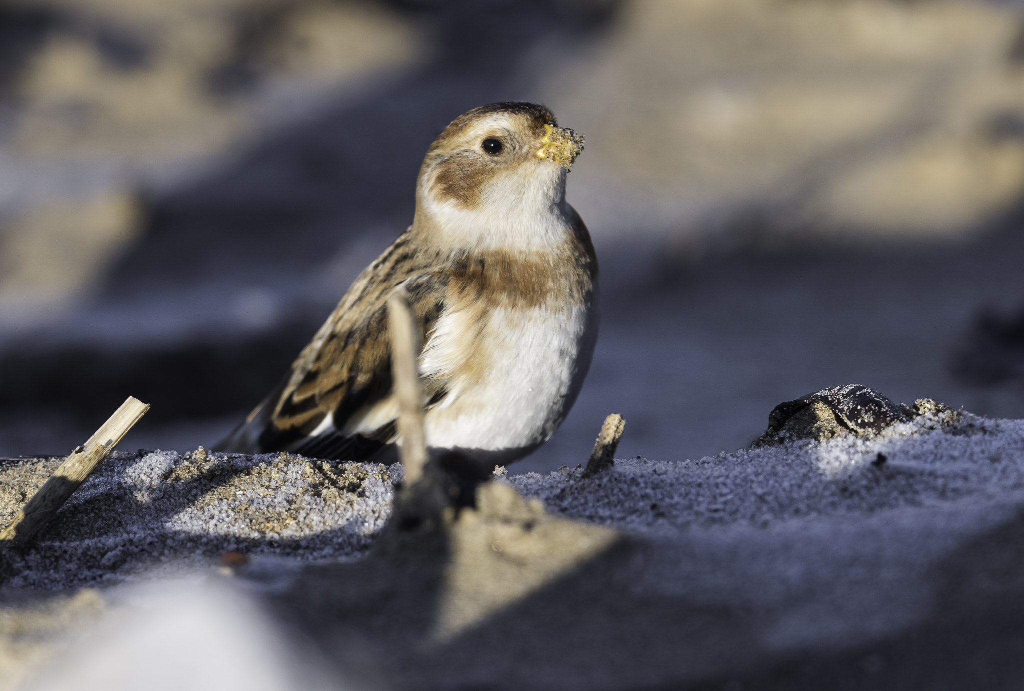 Nikon D810 + Nikon AF-S Nikkor 500mm F4E FL ED VR sample photo. Dsc photography